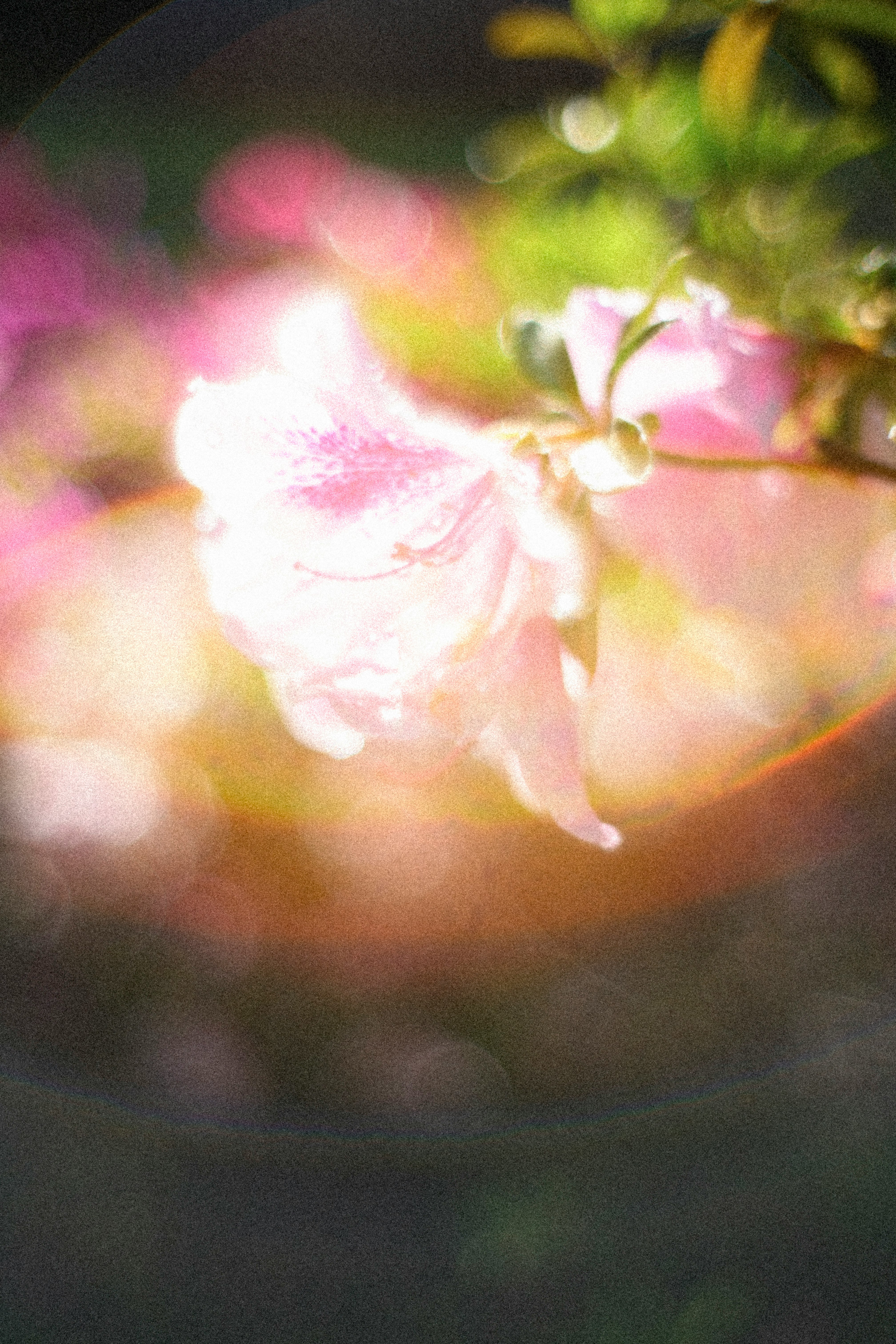 花びらの光がにじむボケのある花のある風景