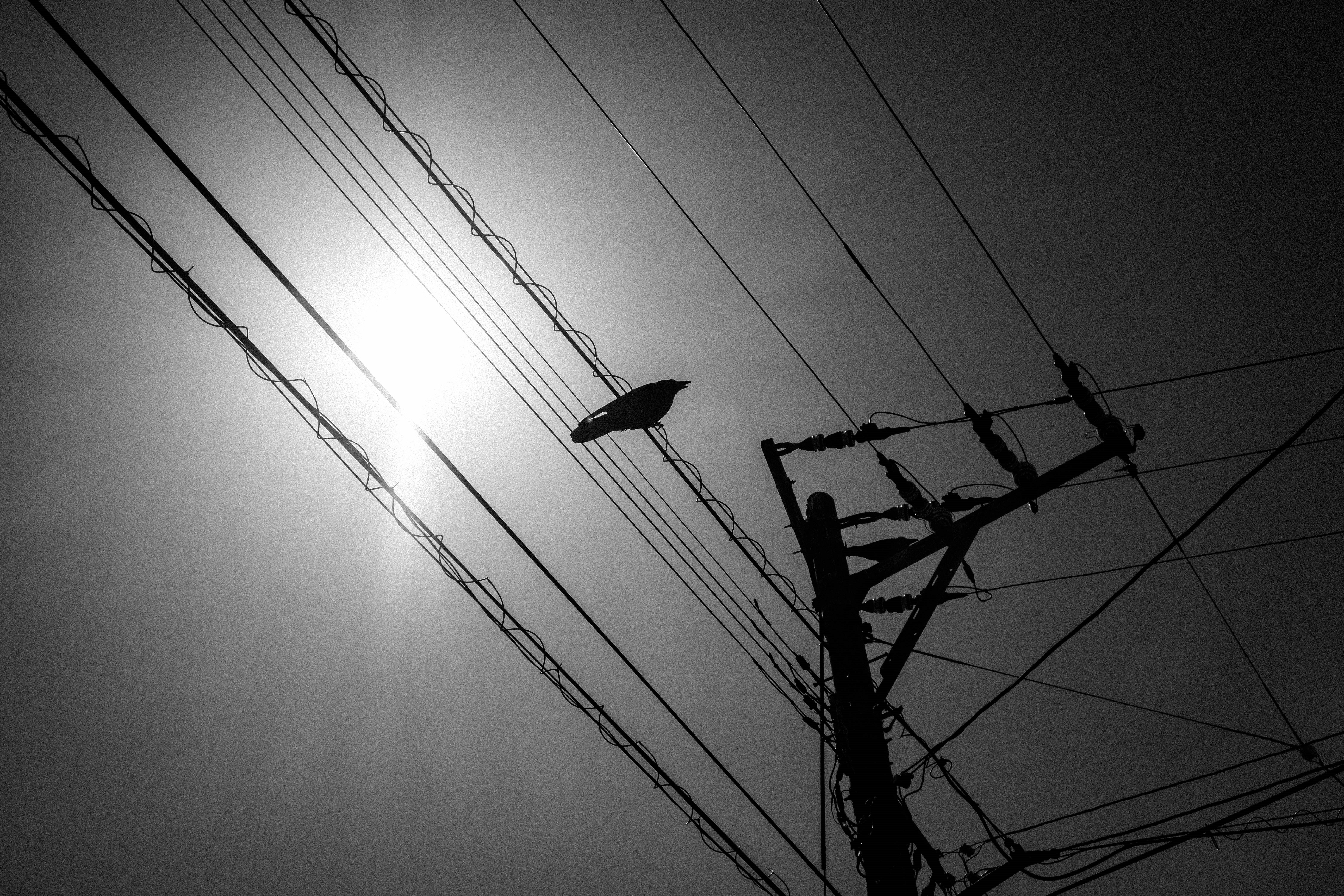 モノクロの電線と鳥が飛ぶ空の光と影の風景