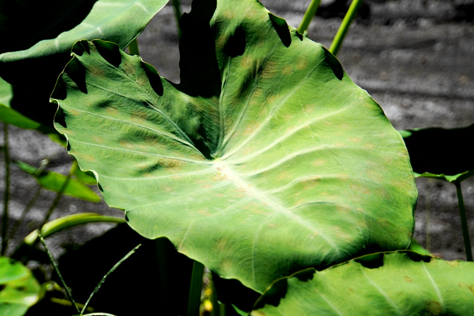Primo piano di una grande foglia verde con motivi distintivi
