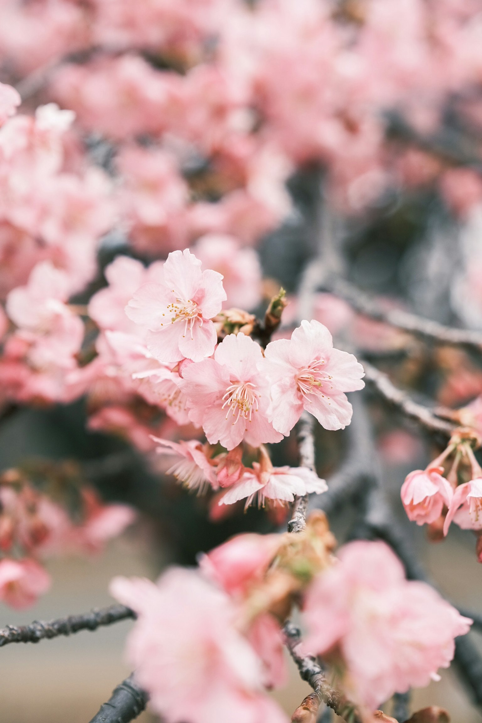 Close-up bunga sakura yang mekar di cabang dengan kelopak pink yang indah