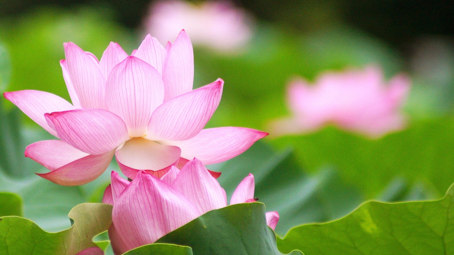 Schöne rosa Lotusblumen blühen zwischen grünen Blättern