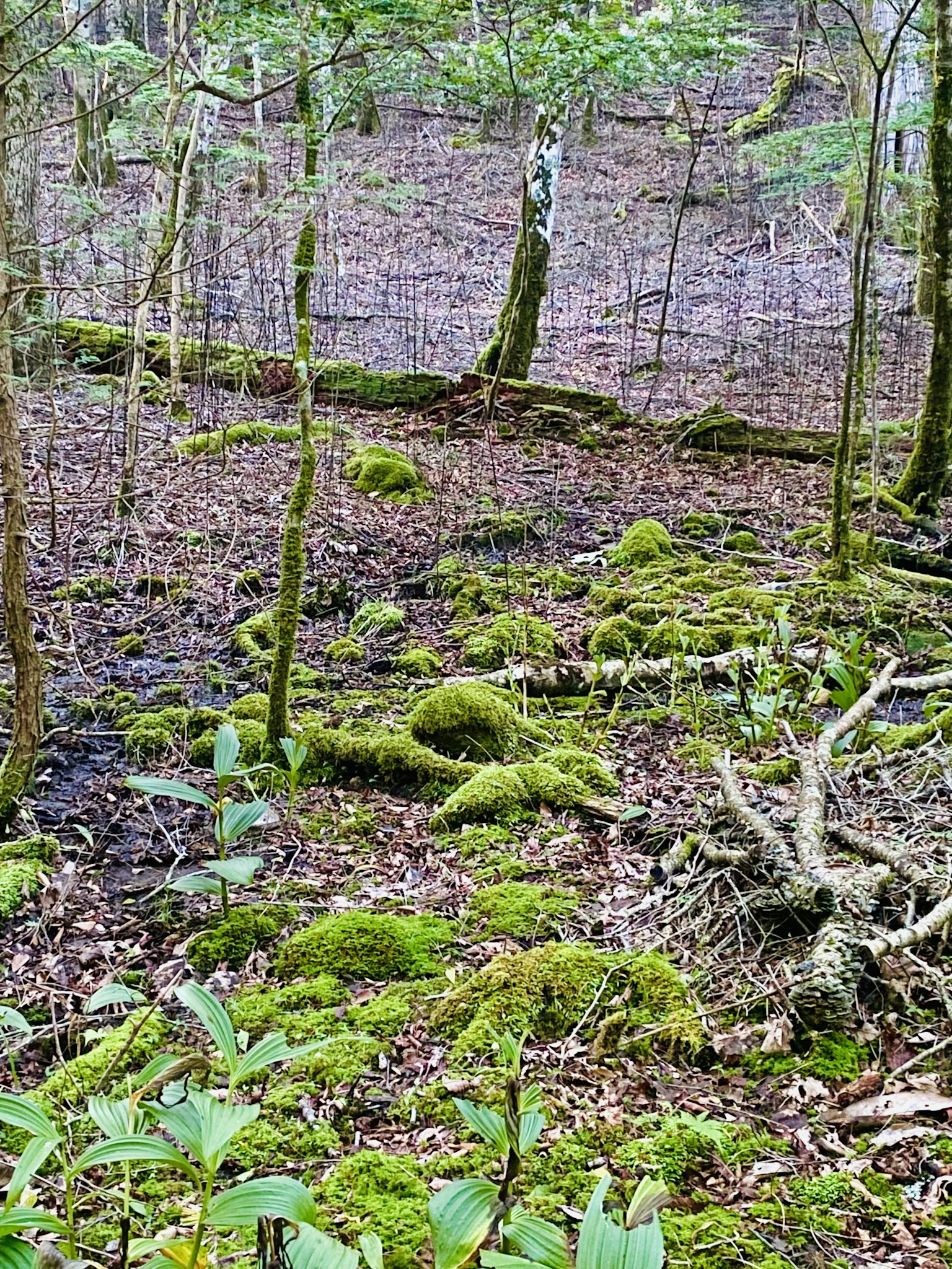Suelo del bosque cubierto de musgo verde y árboles