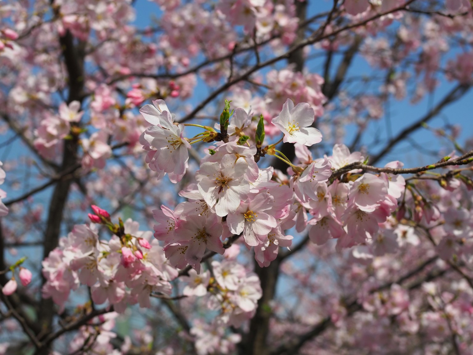 Bunga sakura mekar di bawah langit biru