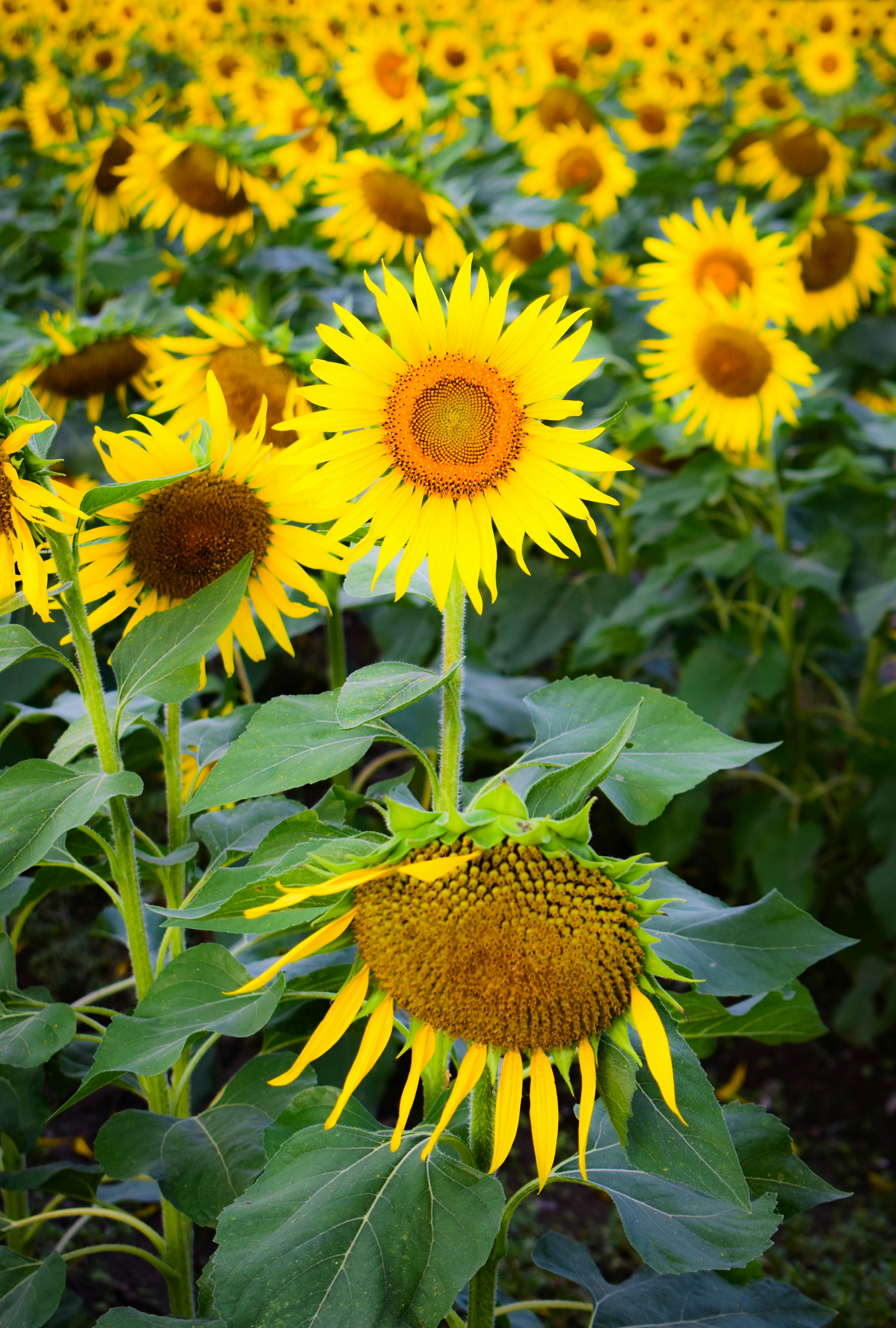 夏の終わりのひまわり畑で咲く黄色い花