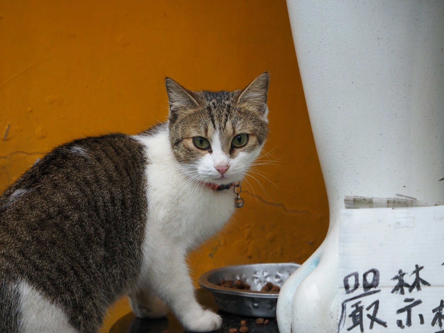 Un chat se tenant à côté d'un bol de nourriture avec un fond orange