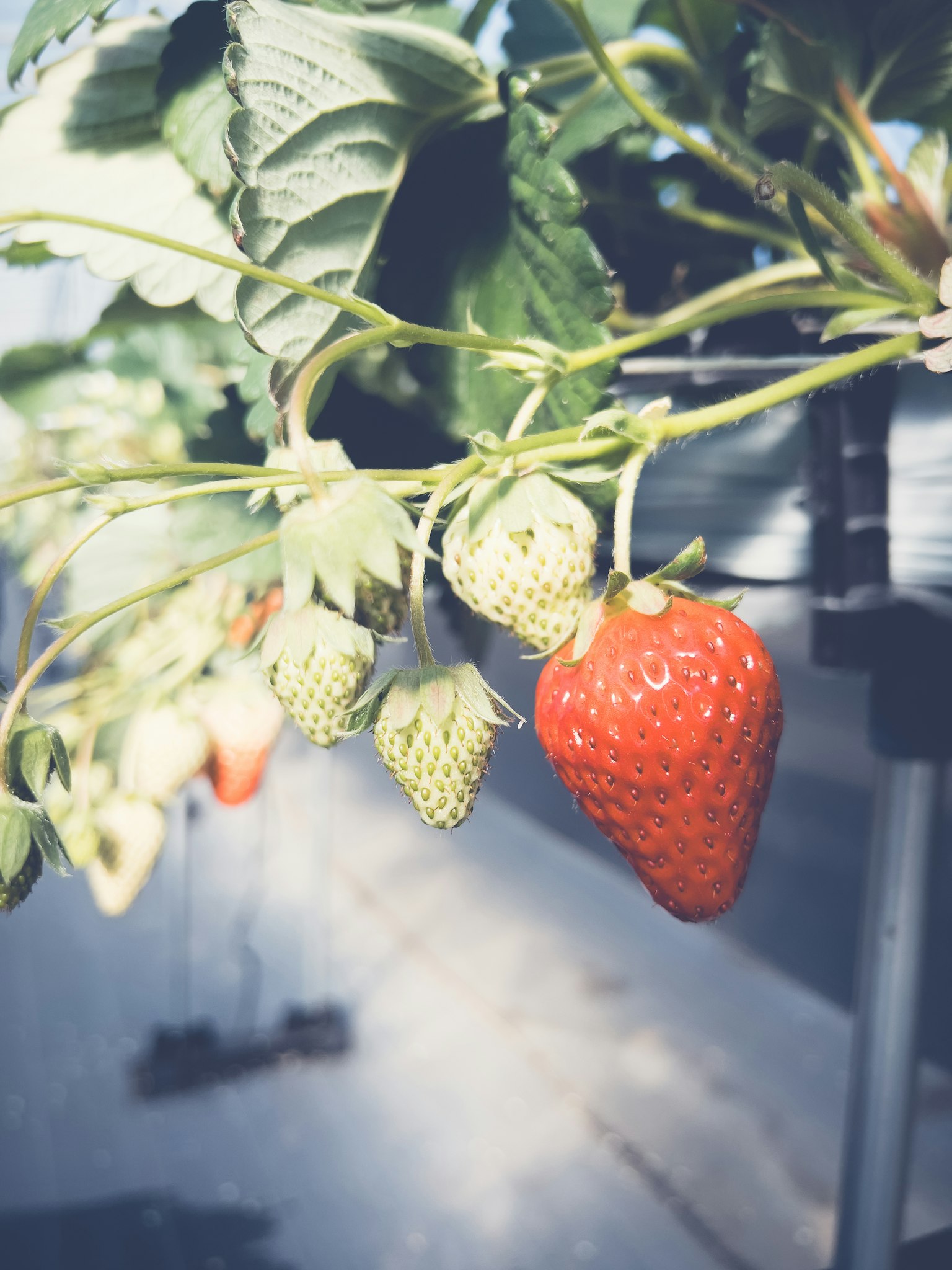 Une fraise rouge mûre et des fraises vertes immatures suspendues à une tige