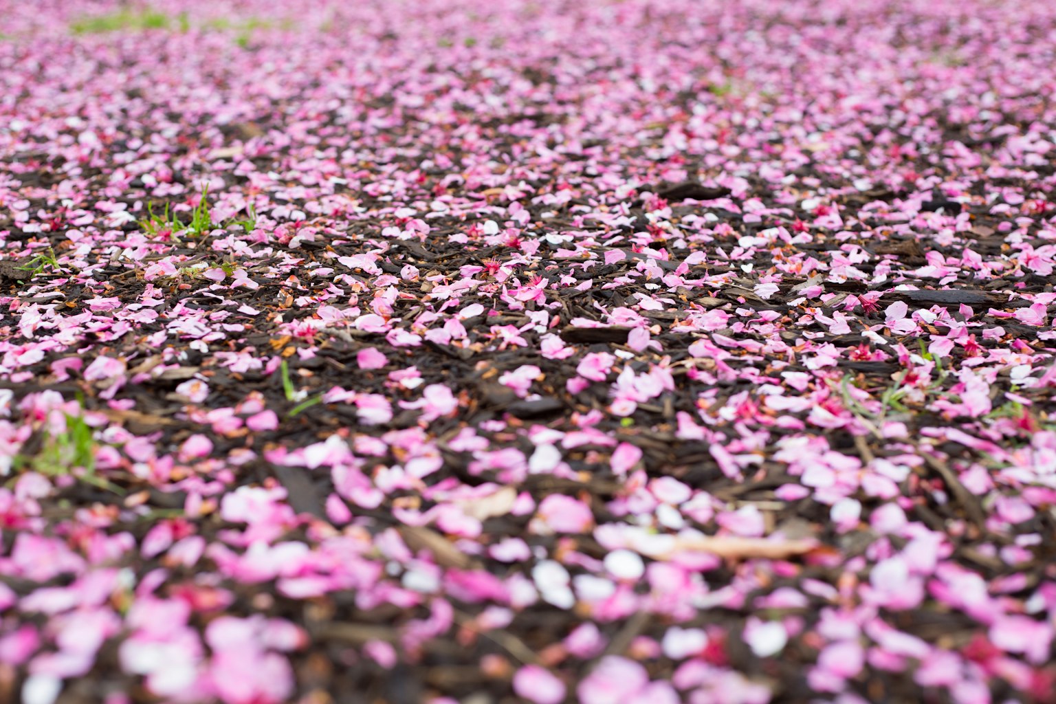 Pemandangan indah yang ditutupi kelopak bunga pink di tanah