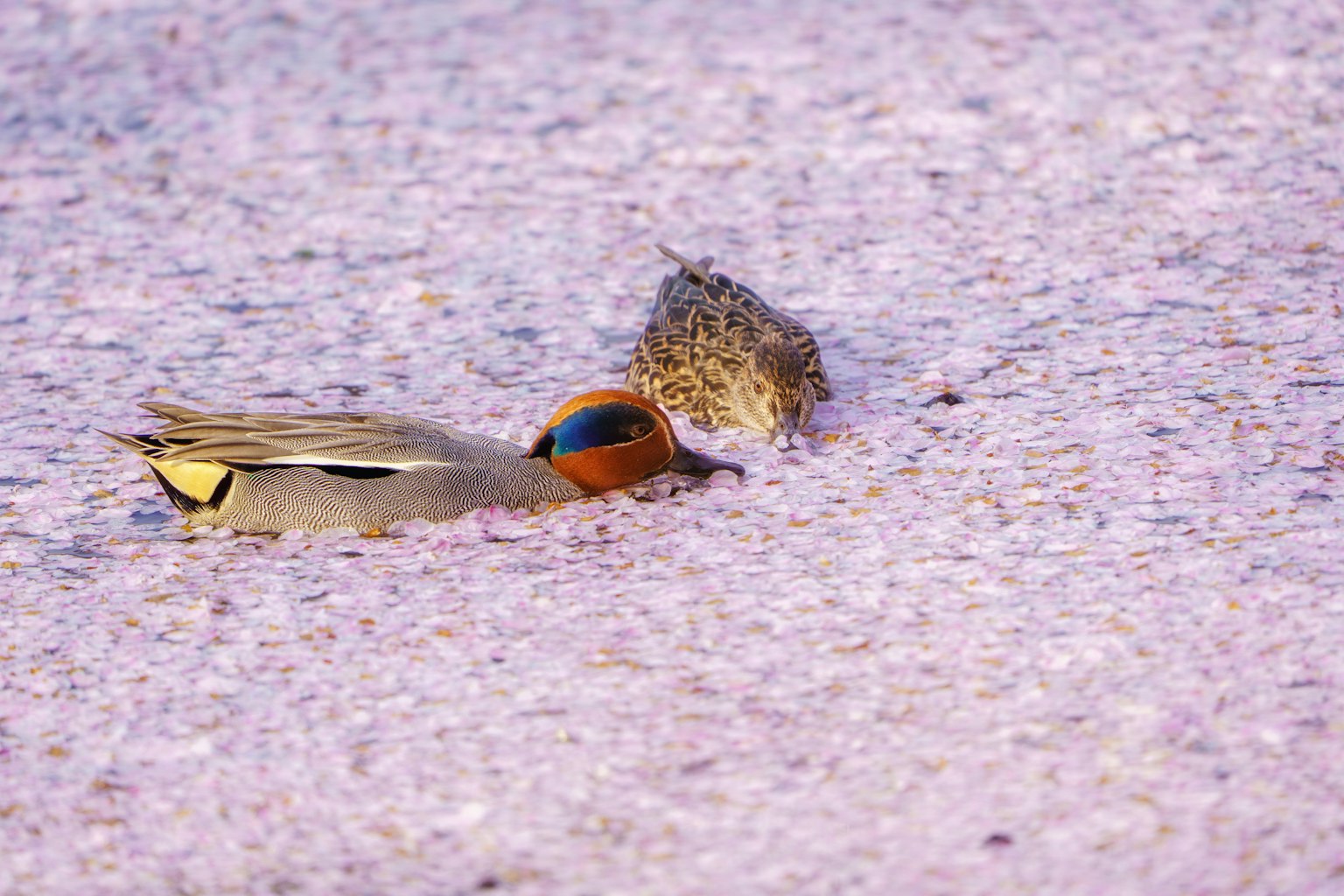 Eine Ente schwimmt auf einer mit rosa Blütenblättern bedeckten Oberfläche