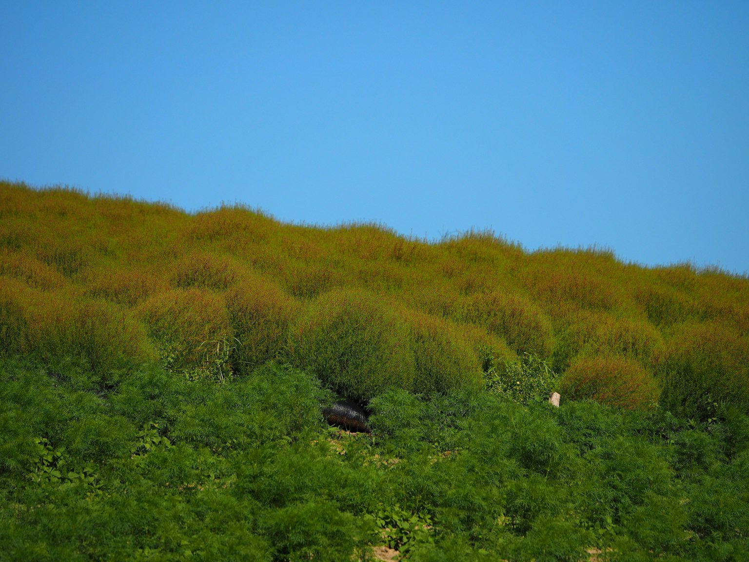 Collina verde con ciuffi gialli sotto un cielo blu