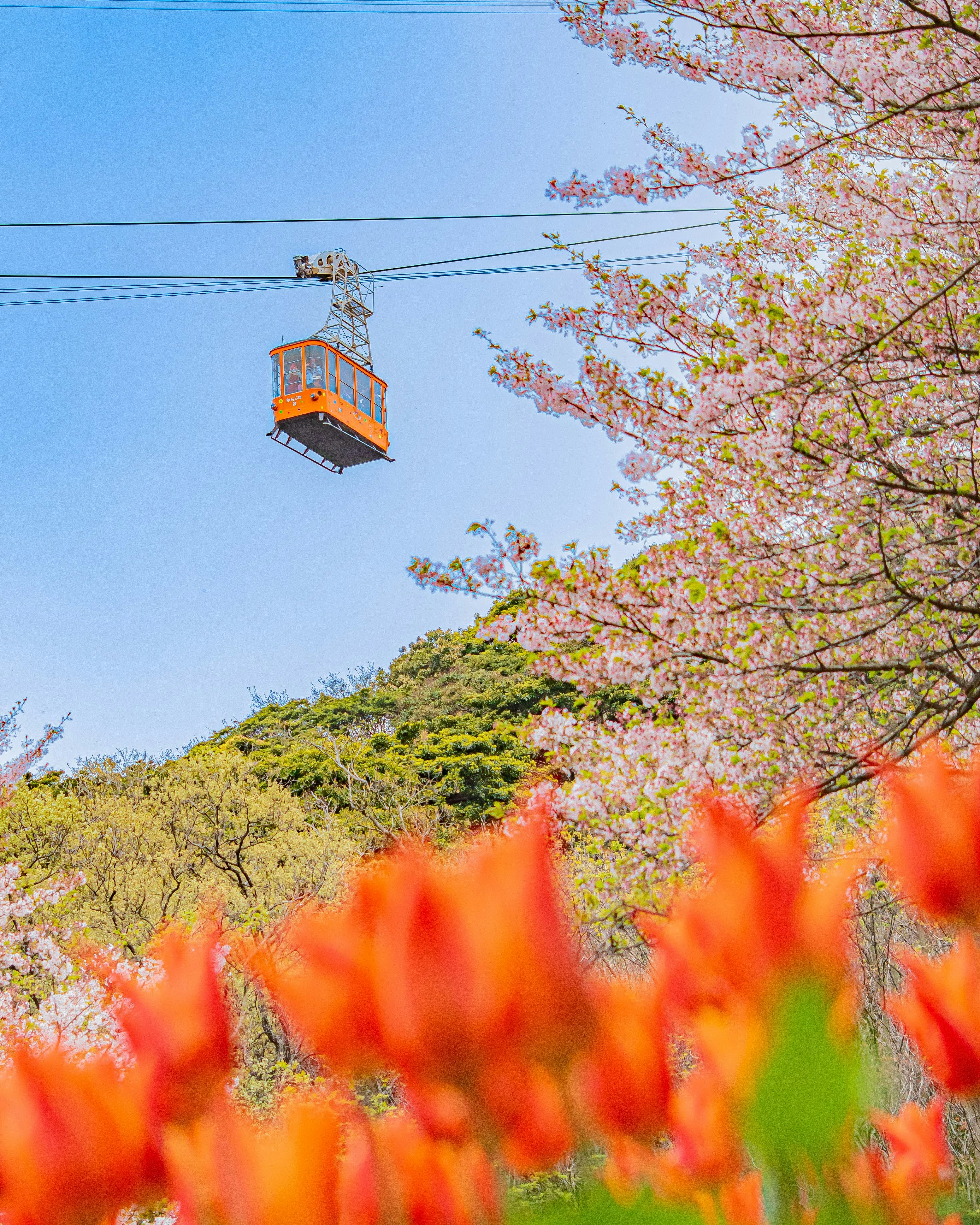 Kirschblüten und ein orangefarbenes Blumenfeld unter blauem Himmel mit einer Seilbahn-Gondel