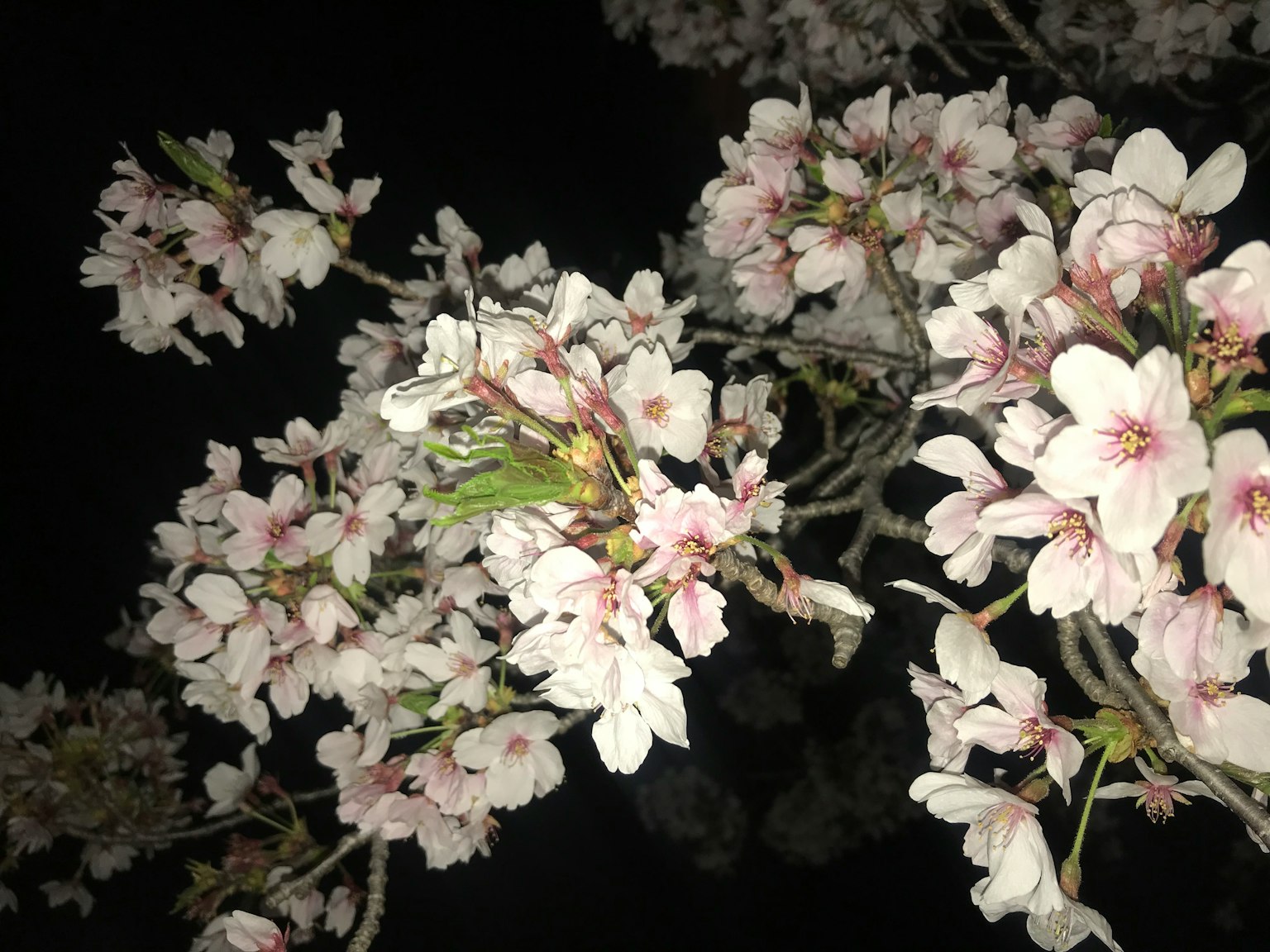 Nahaufnahme von Kirschblüten, die nachts blühen