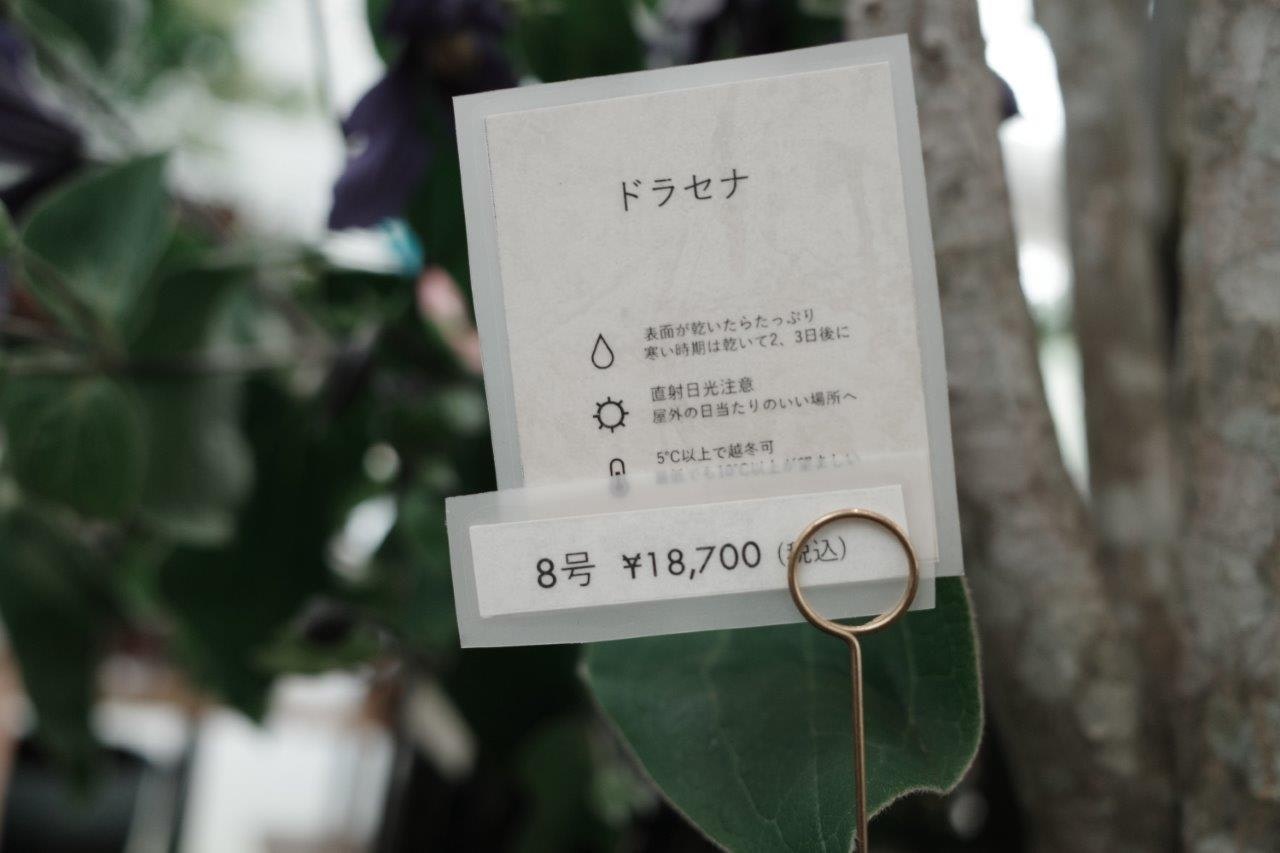Dracaena tag and price label on a green display board