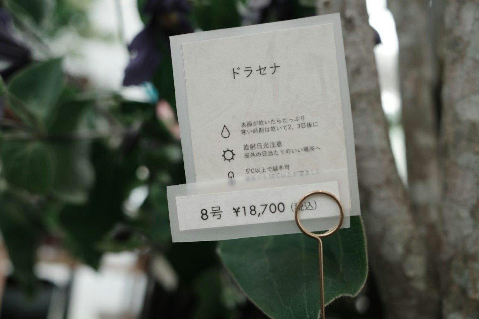 Etichetta con nome della pianta e prezzo Informazioni su Dracaena prezzo è ¥18,700