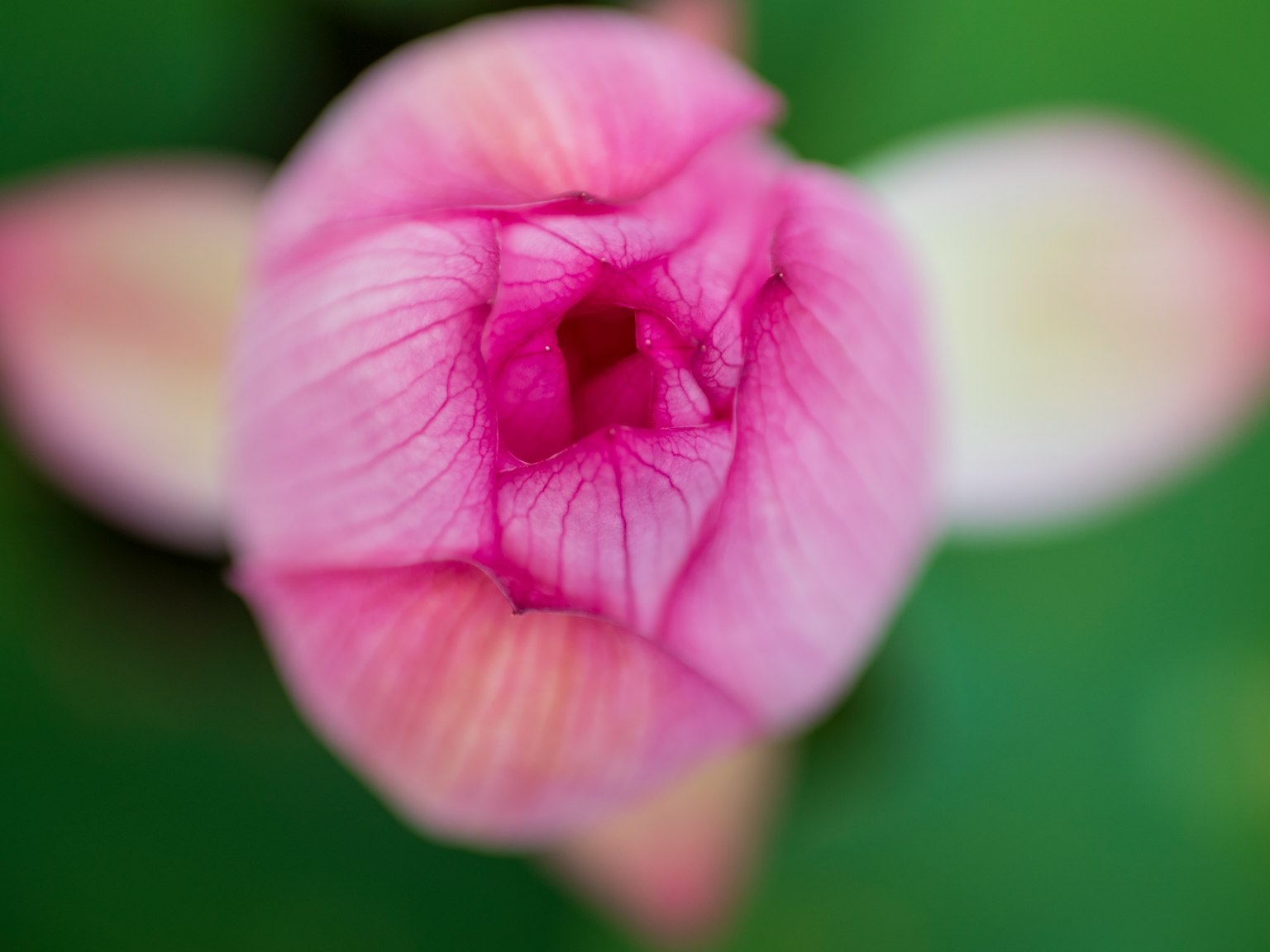 연약한 꽃잎을 가진 분홍색 꽃 봉오리의 클로즈업 보기