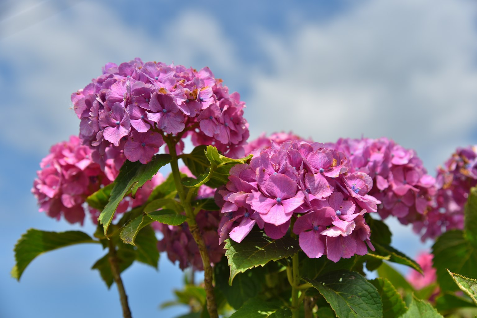 Fiori di ortensia rosa che sbocciano sotto un cielo blu