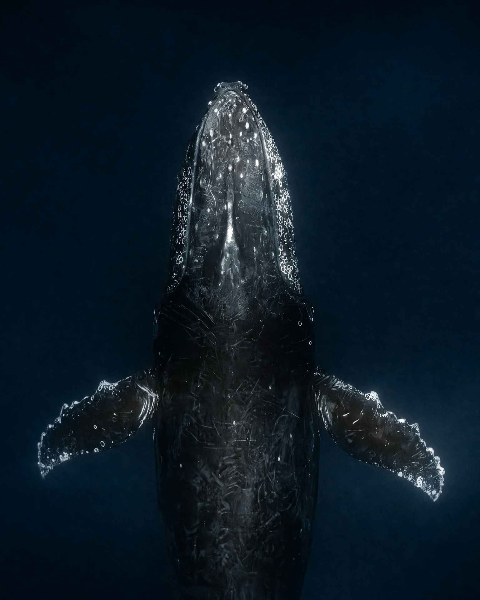 Image d'une baleine nageant sous l'eau vue d'en haut