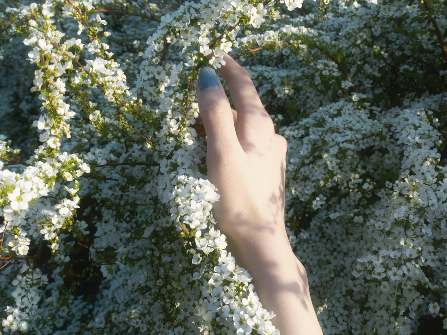 Une main touchant doucement une plante à fleurs blanches