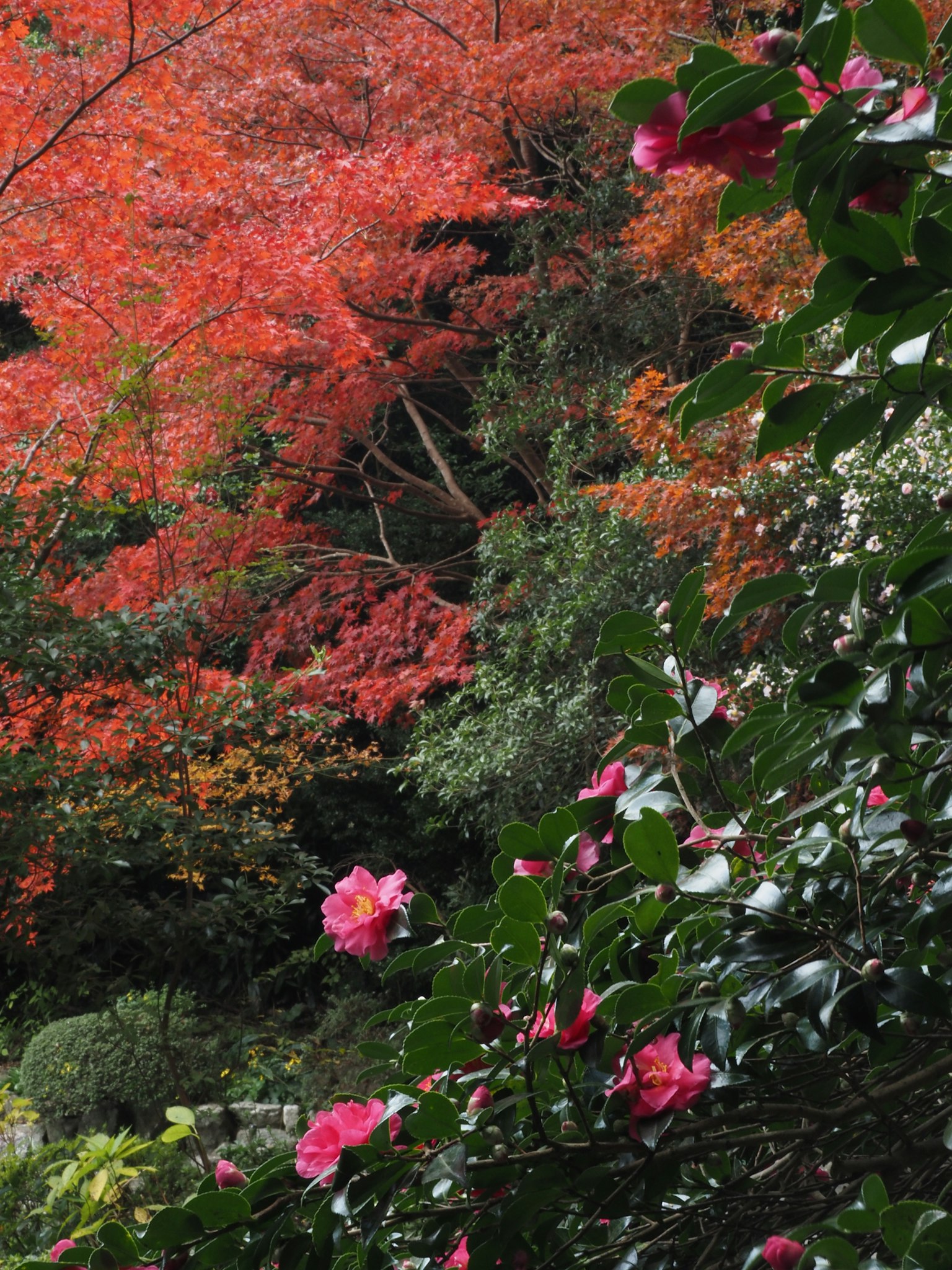 Eine ruhige Gartenszene mit lebhaften Herbstblättern und blühenden Blumen