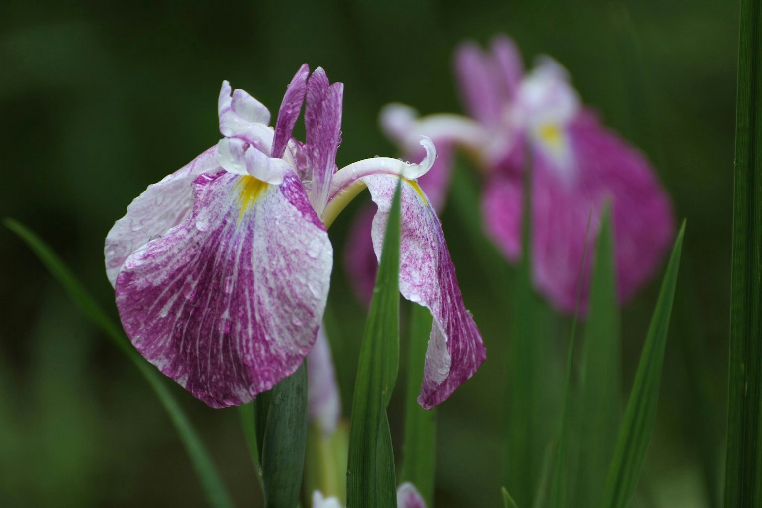 Schöne Irisblumen mit lila Blütenblättern, die zwischen grünen Blättern blühen