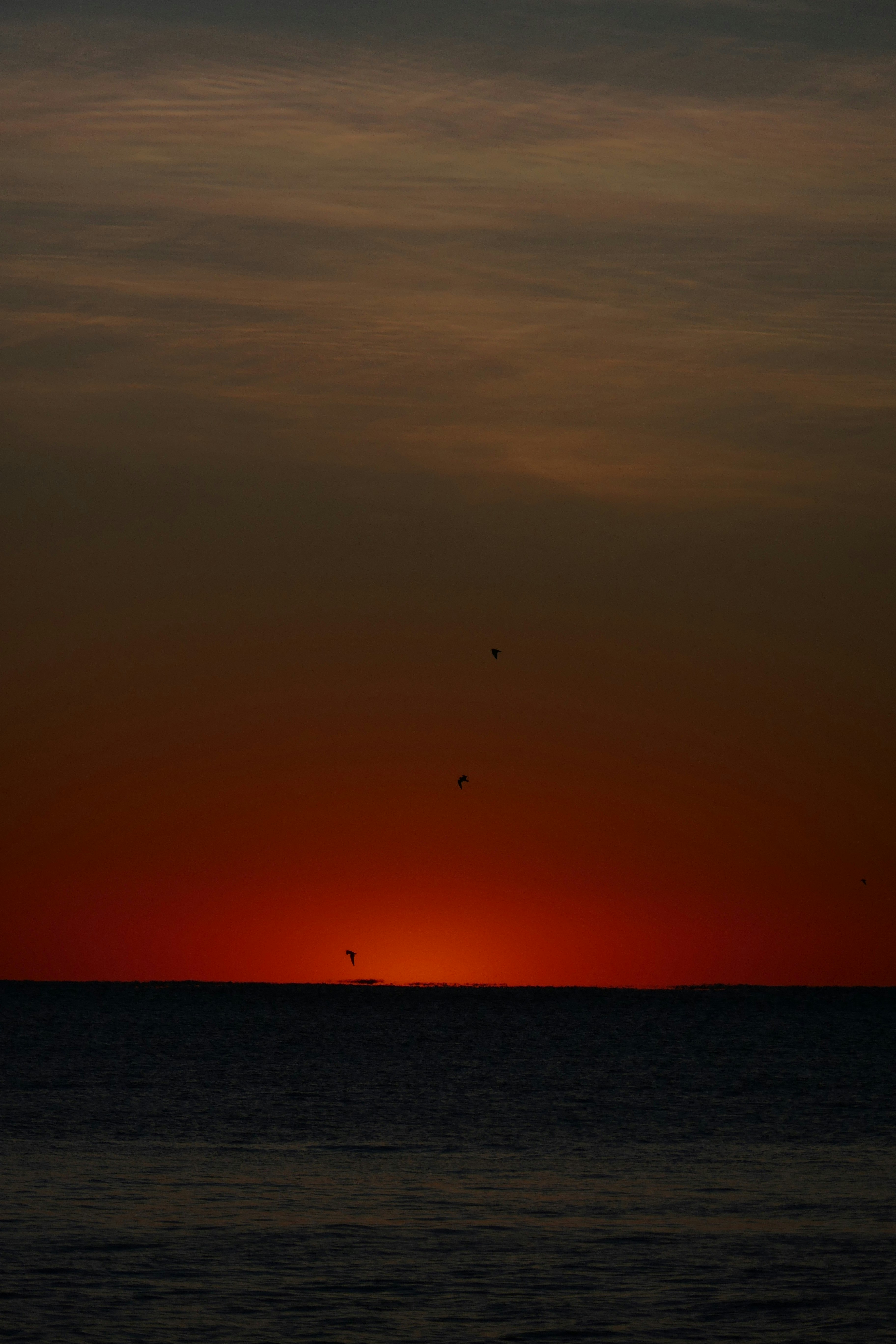 夕焼けの海と水平線に浮かぶ小鳥