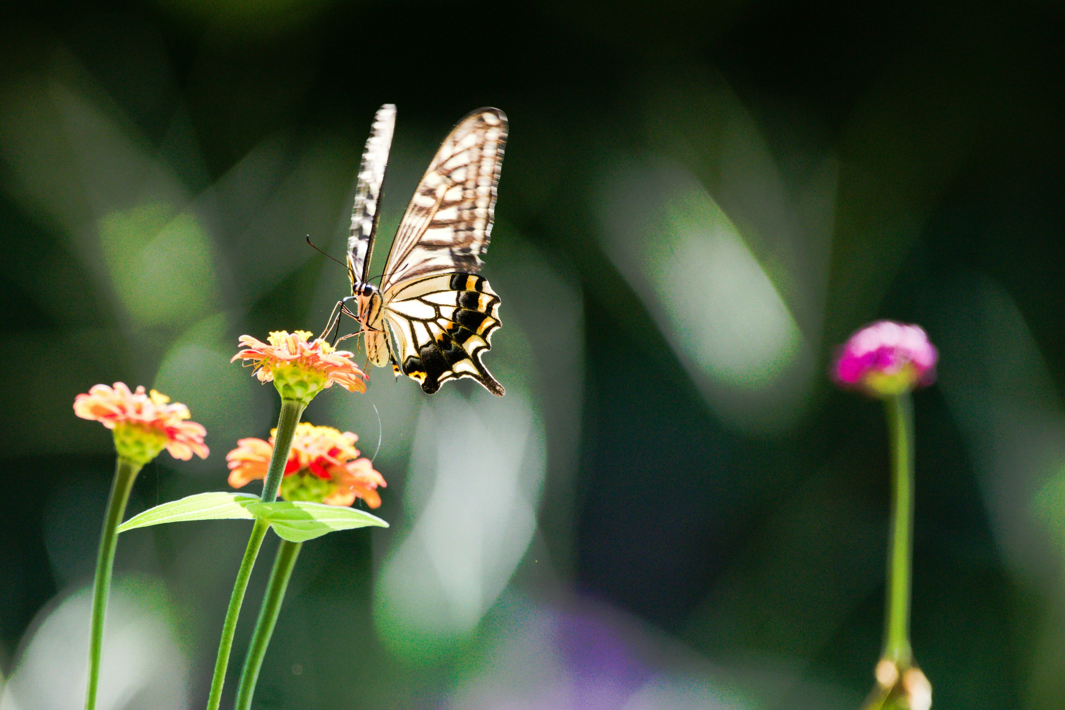 primo piano di una farfalla posata su un fiore