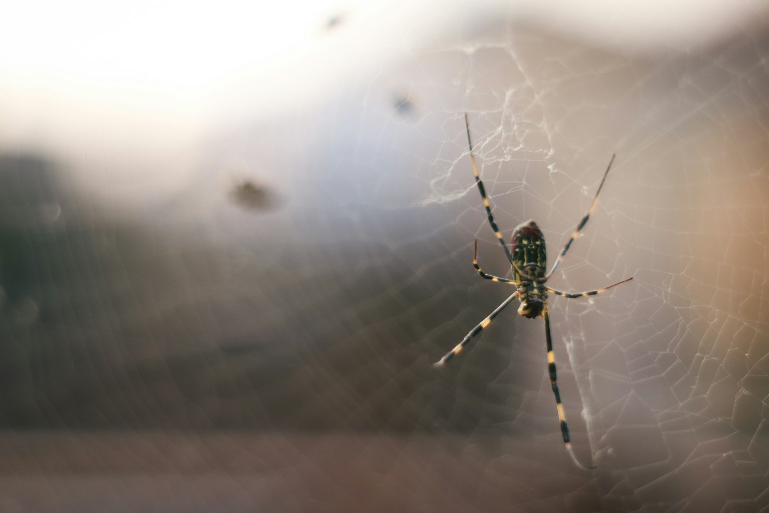 Primer plano de una araña posando en su telaraña
