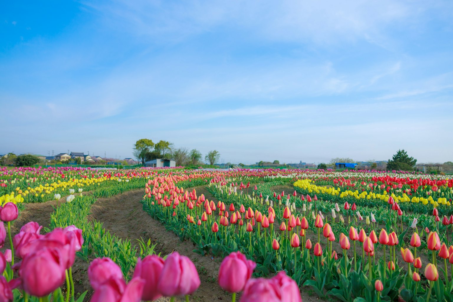 Vibrant tulip field showcasing a variety of colorful blooms