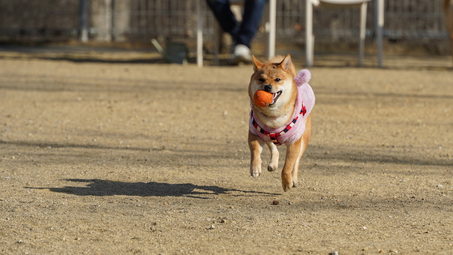 穿著粉色衣服的柴犬在公園裡跑著，嘴裡叼著橙色的球