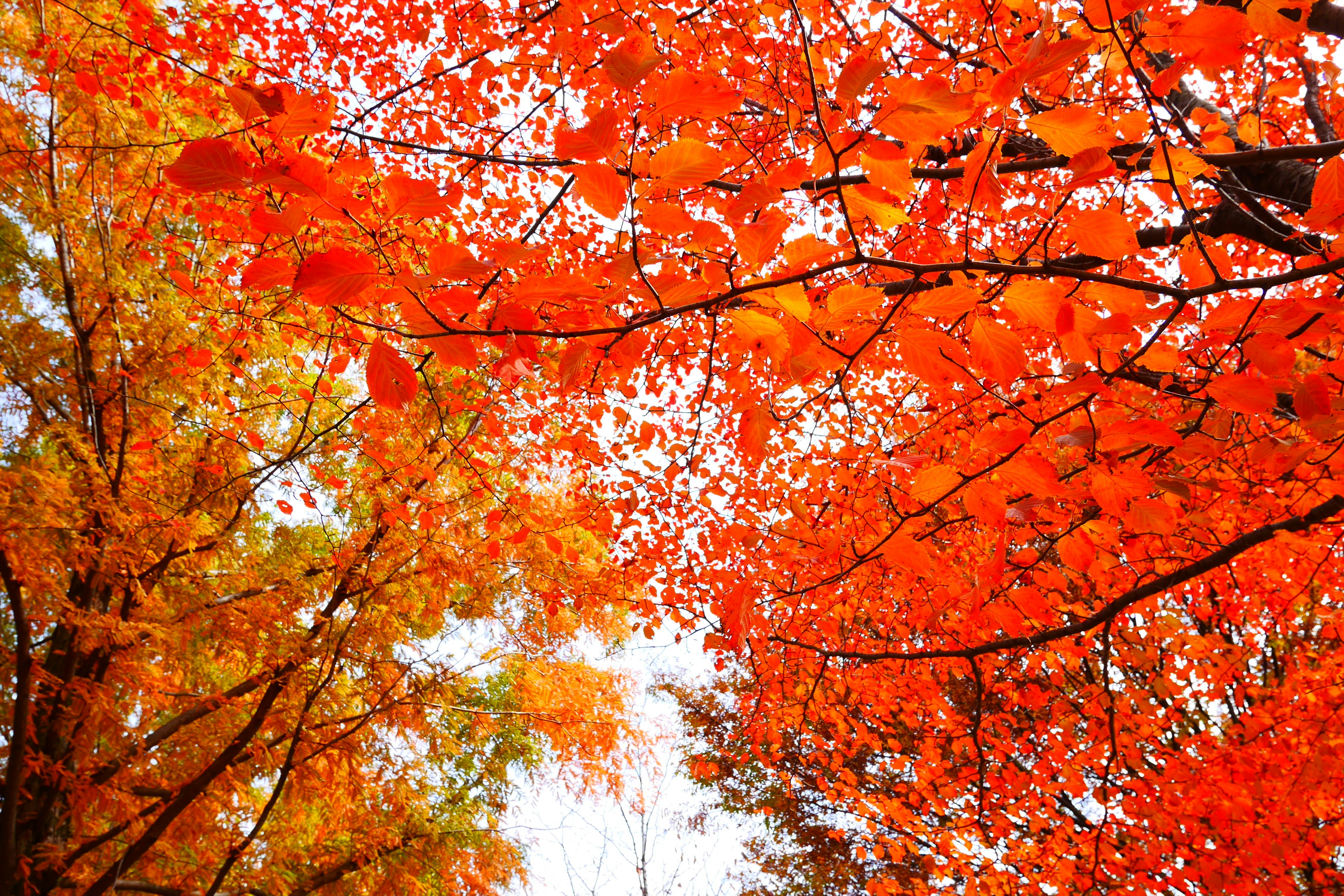 色づく紅葉の枝が広がる秋の空間