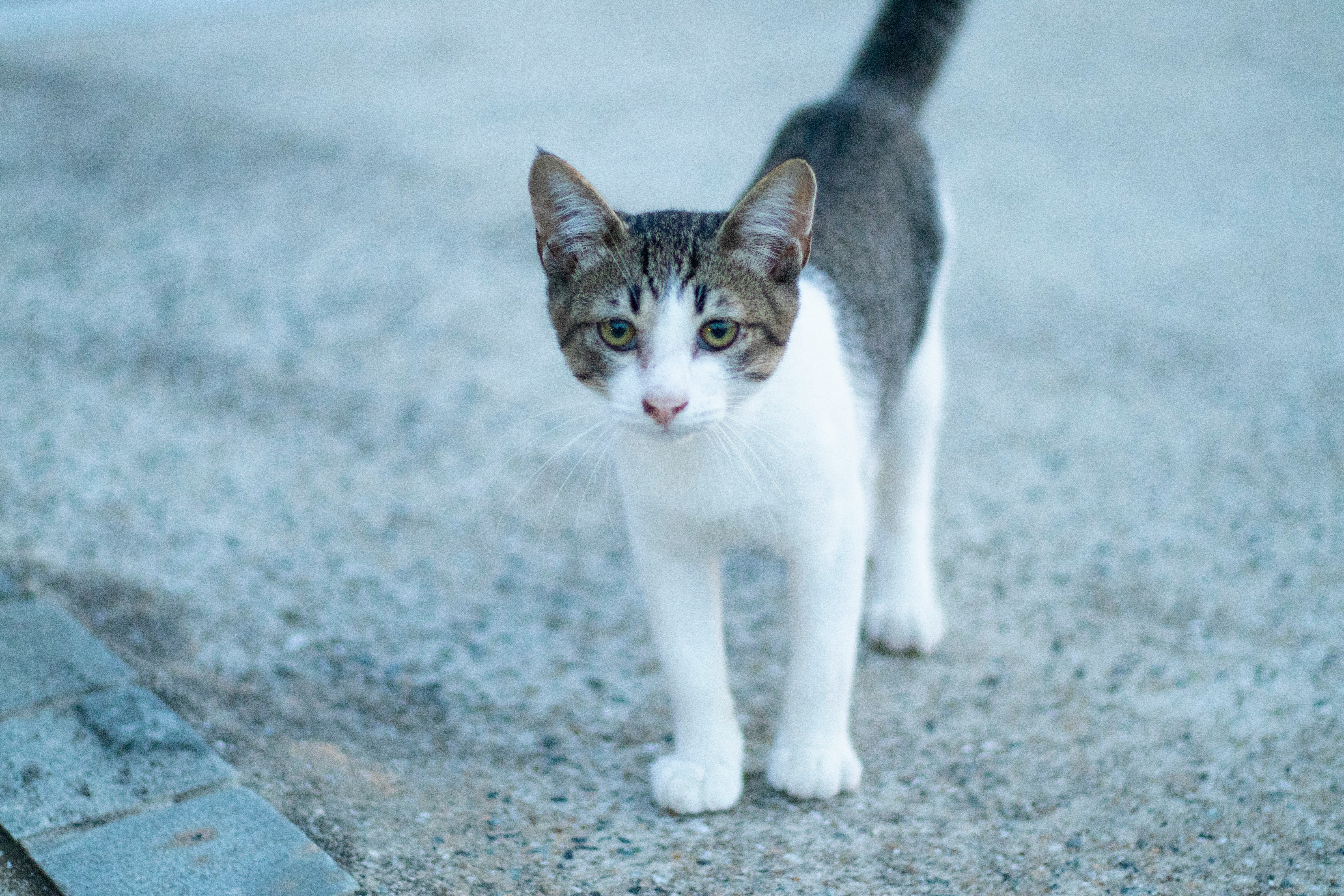 路地の石畳を歩く白黒の猫