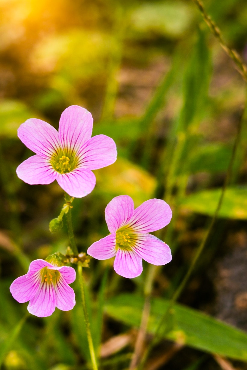 路地の草むらで咲くピンクの野花
