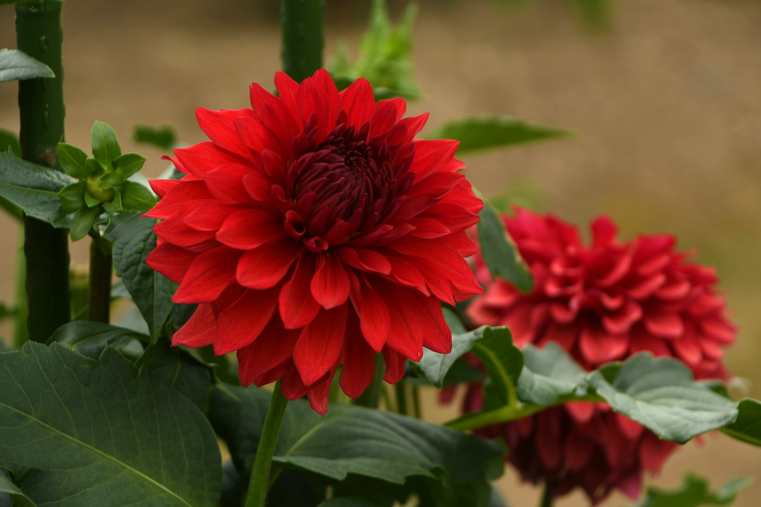 Bunga dahlia merah mekar di antara daun hijau