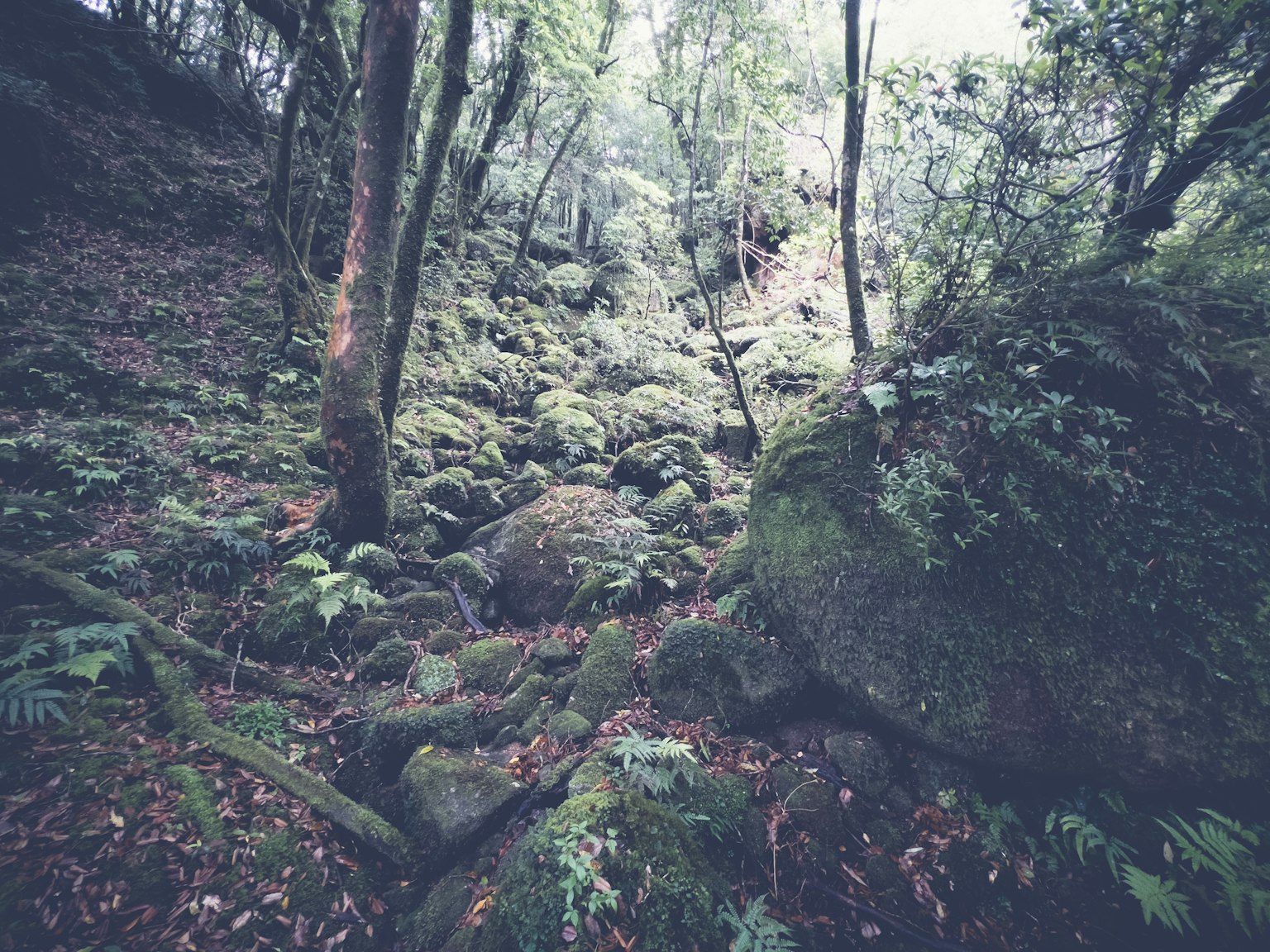 郁郁蔥蔥的森林場景，岩石地形和散落的葉子