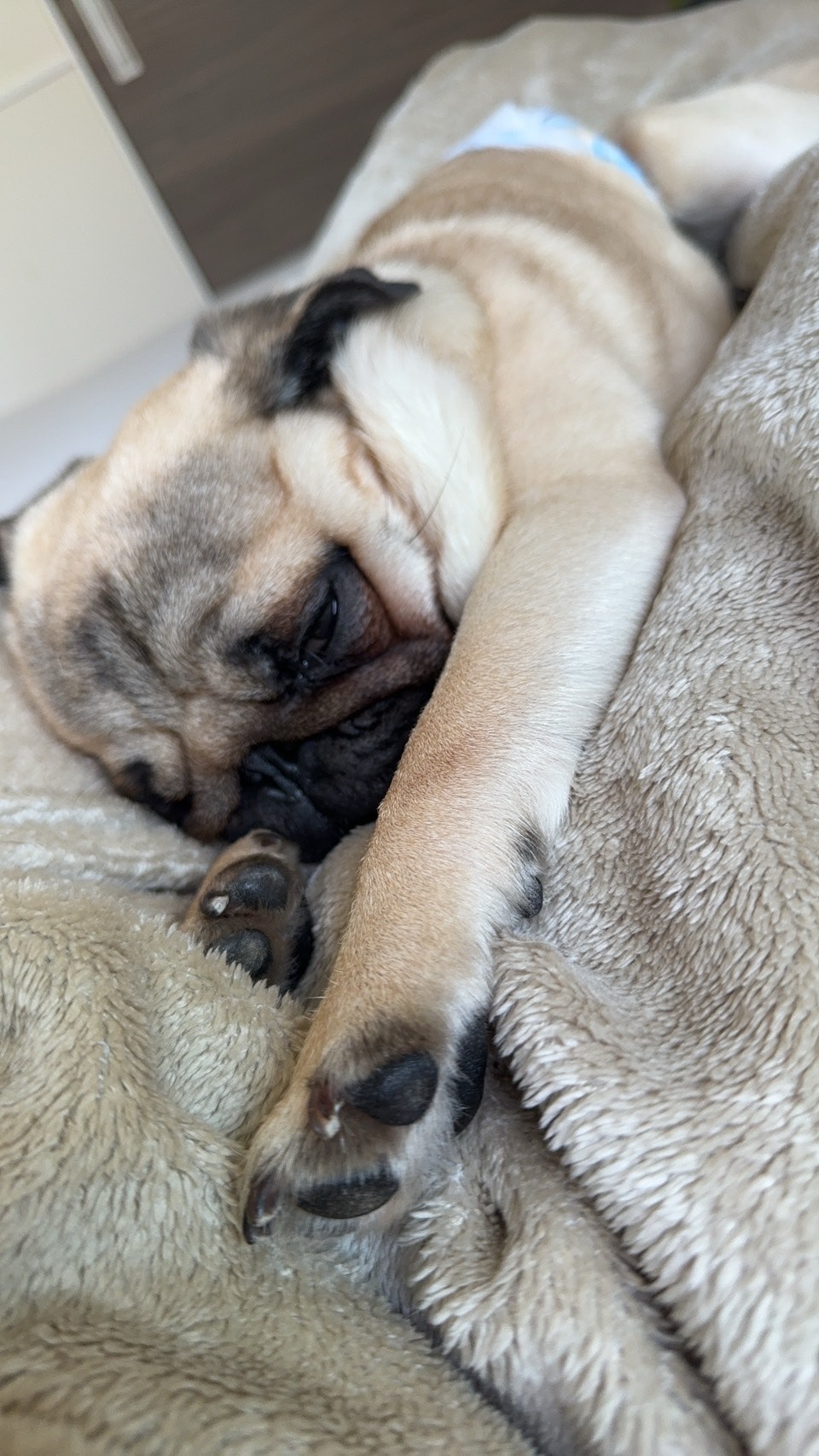 cachorro dormido acurrucado en el sofá