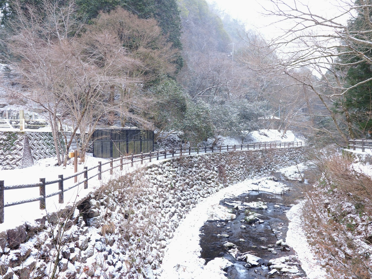被雪覆蓋的河流和樹木風景
