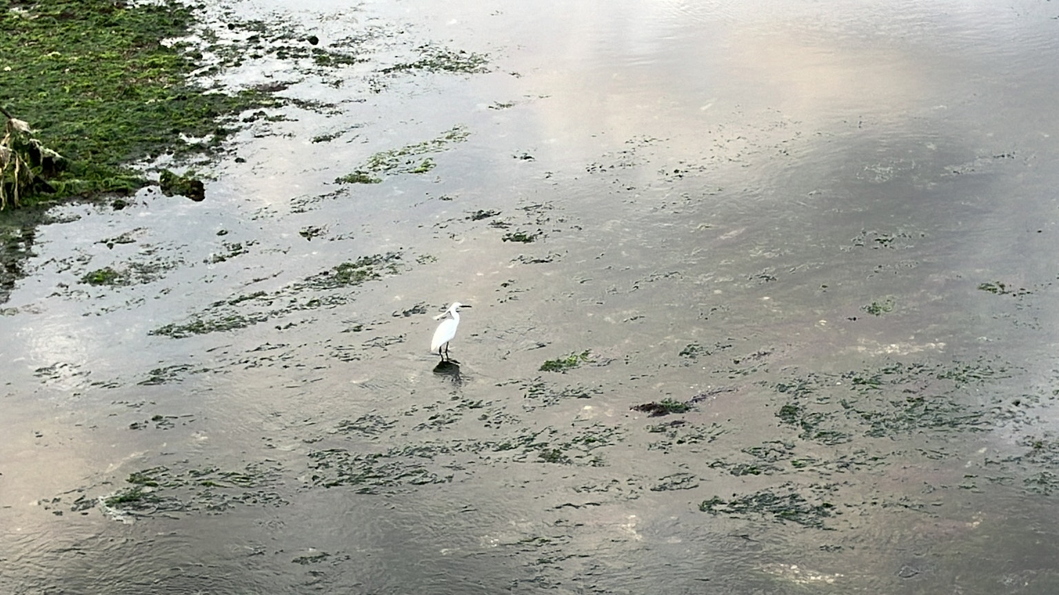 一隻白鳥站在濕地區域