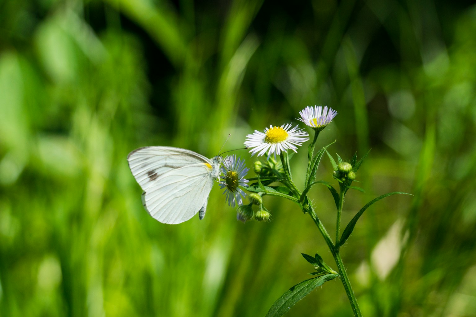 Una mariposa blanca posada sobre pequeñas flores en un prado verde