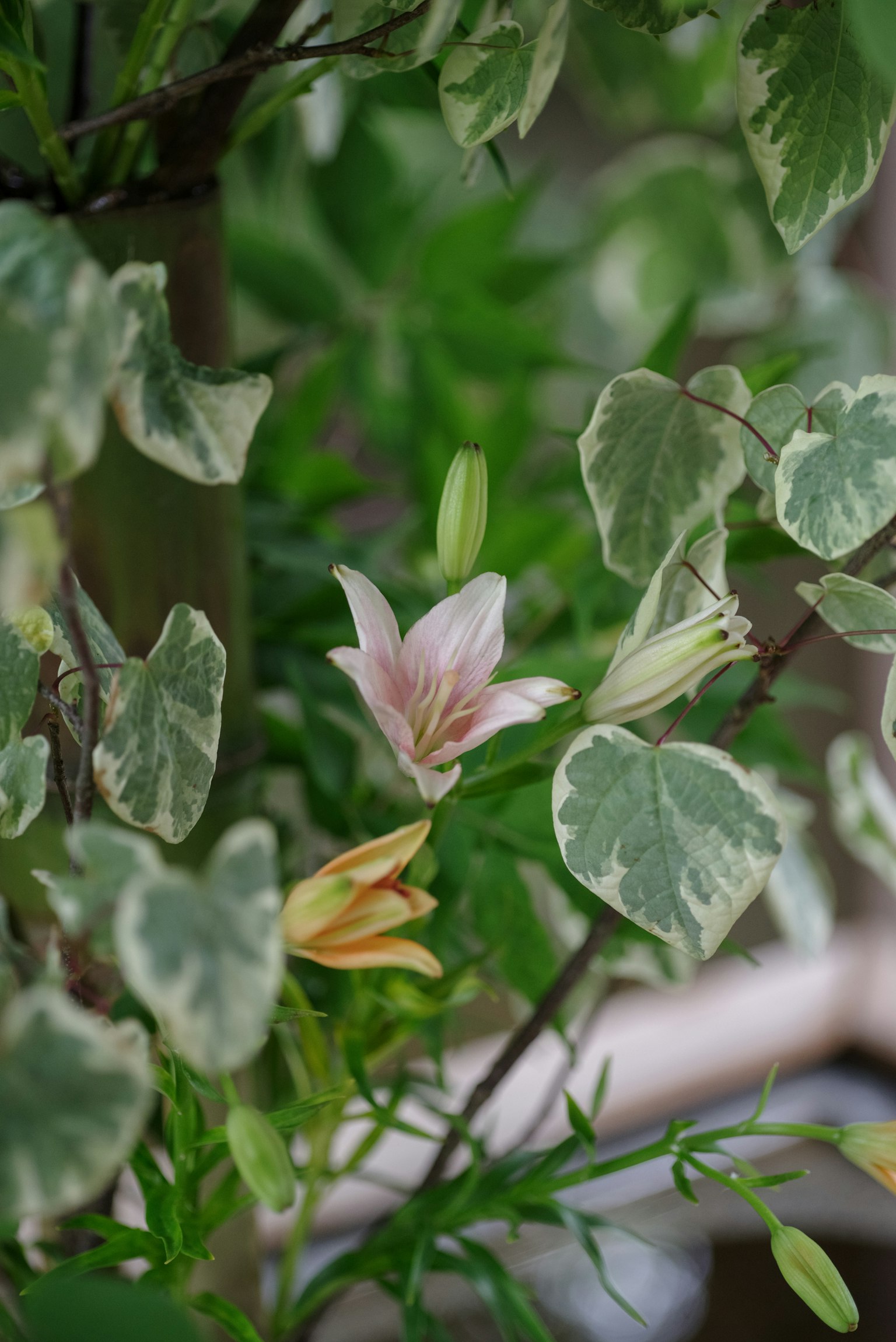 Fiori rosa e arancioni delicati che sbocciano tra le foglie verdi
