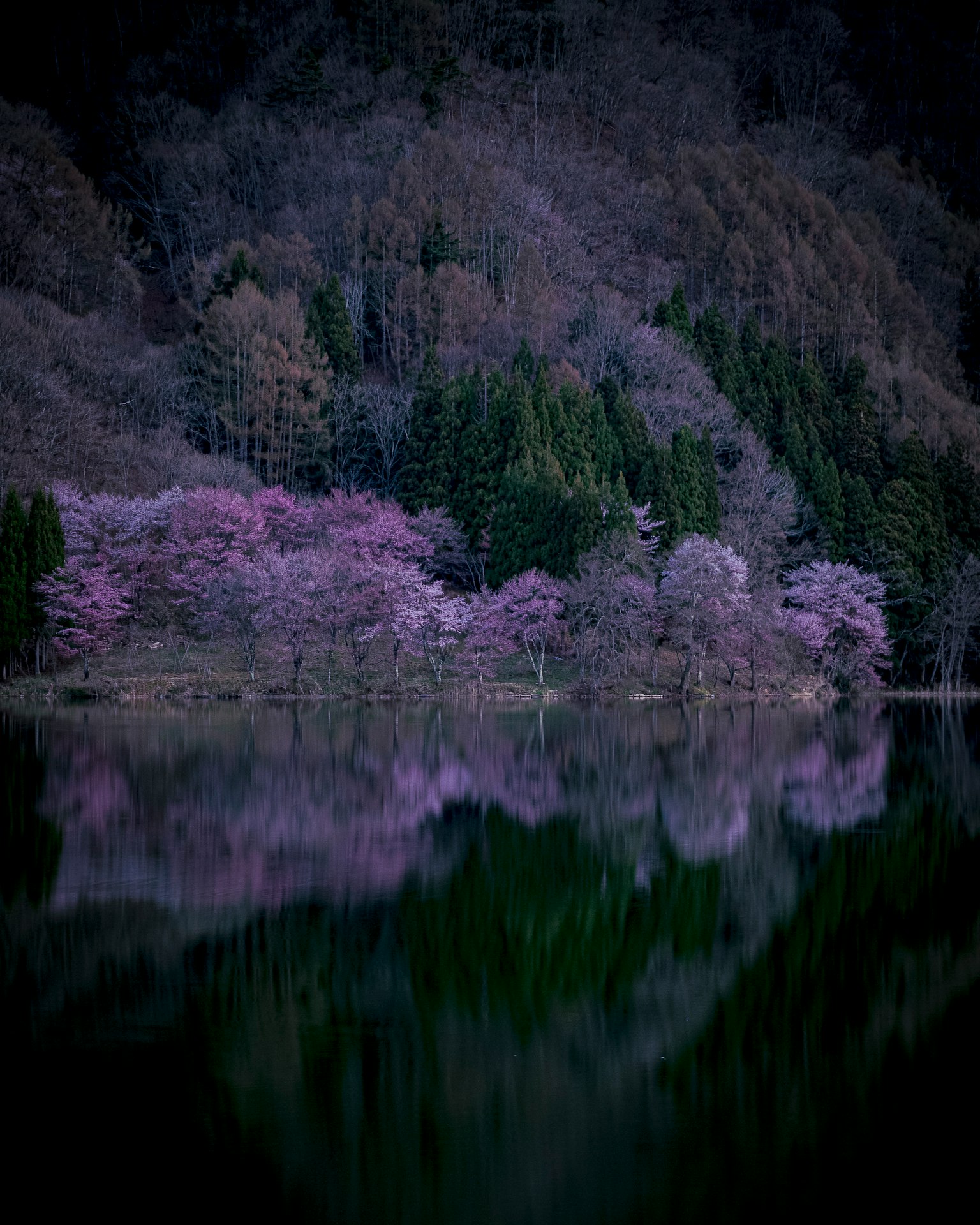Paisaje sereno de cerezos reflejándose en un lago tranquilo con montañas