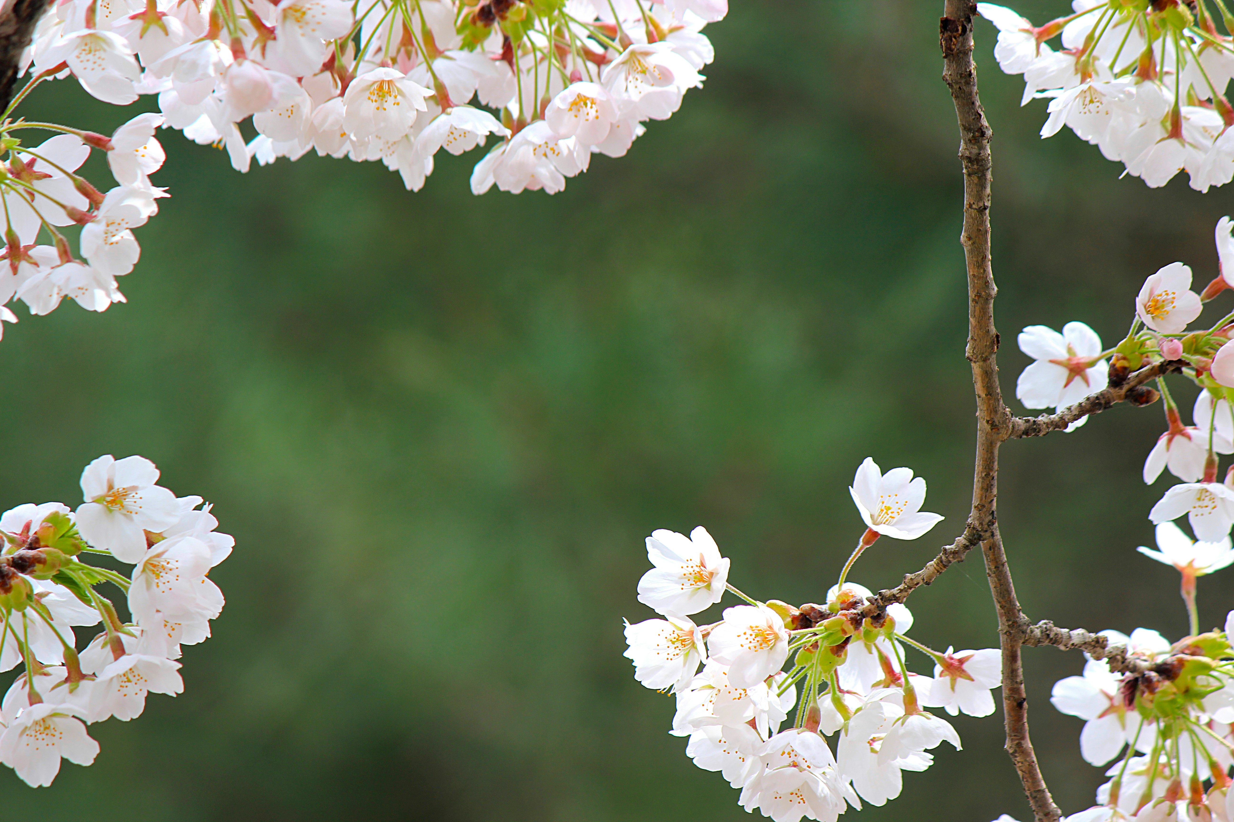 桜の花が咲く枝のクローズアップ