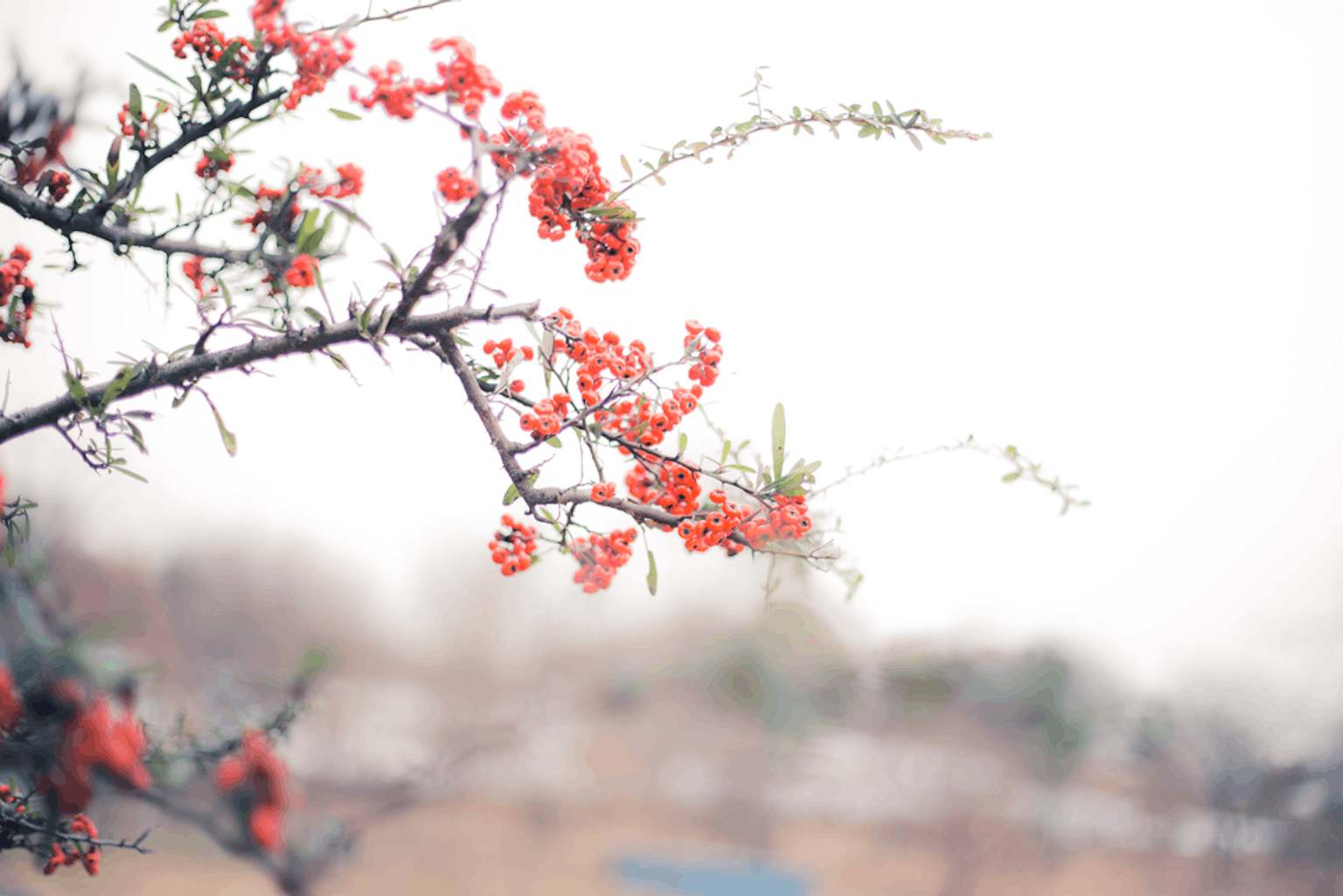 Primer plano de una rama con flores rojas fondo suave