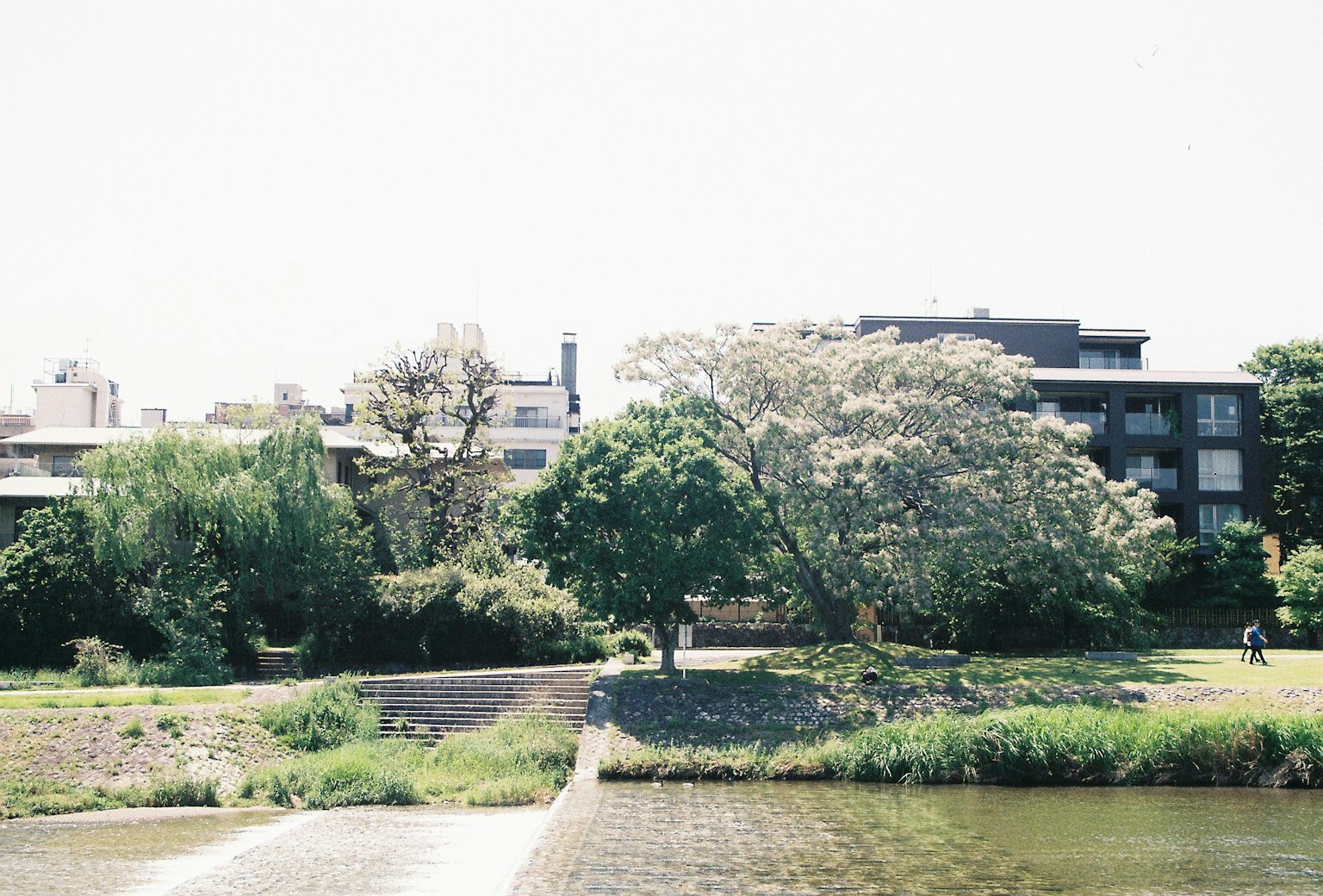 河邊的郁郁蔥蔥的風景和背景建築