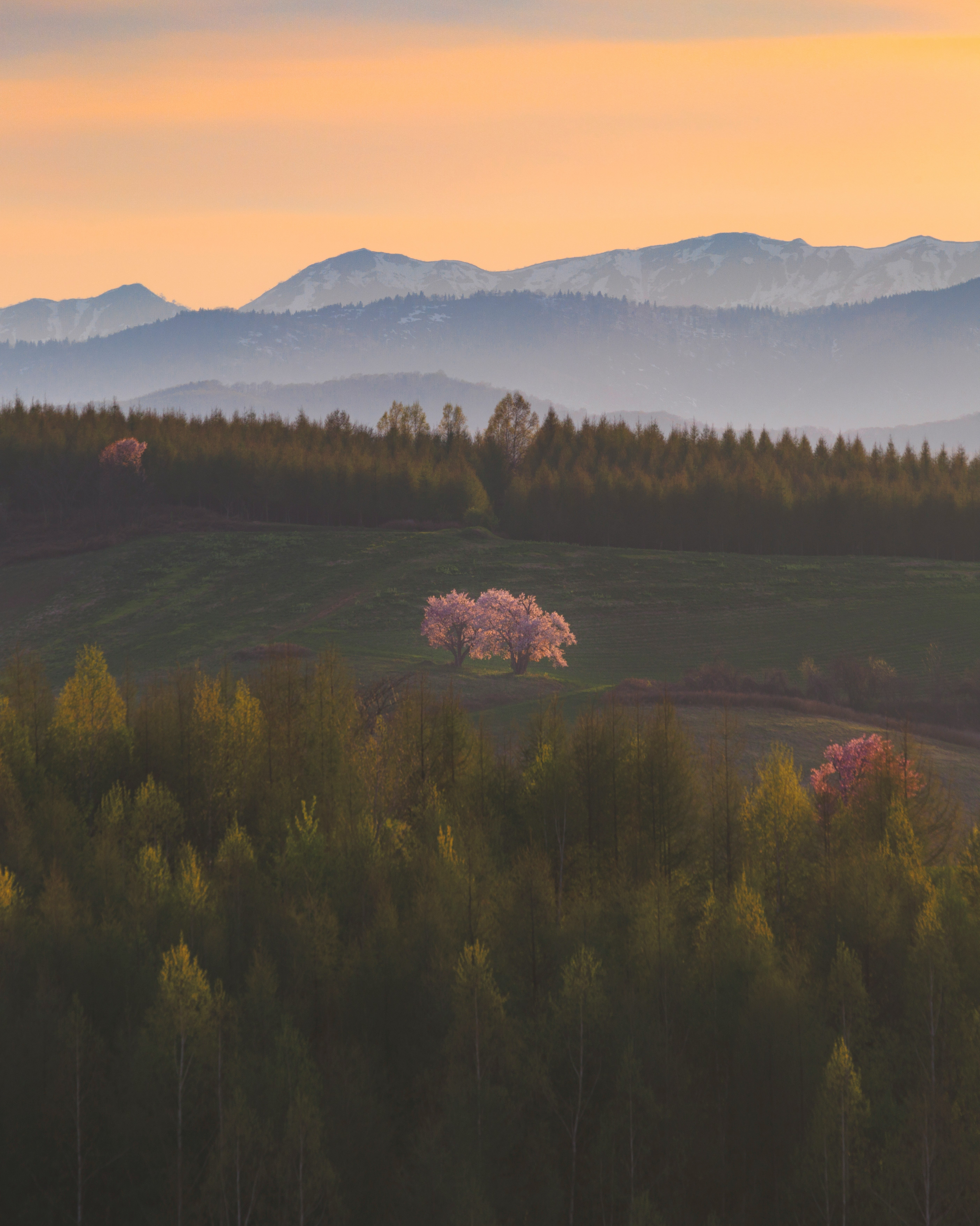 丘の上に咲く夫婦桜と山並みの朝焼けの風景
