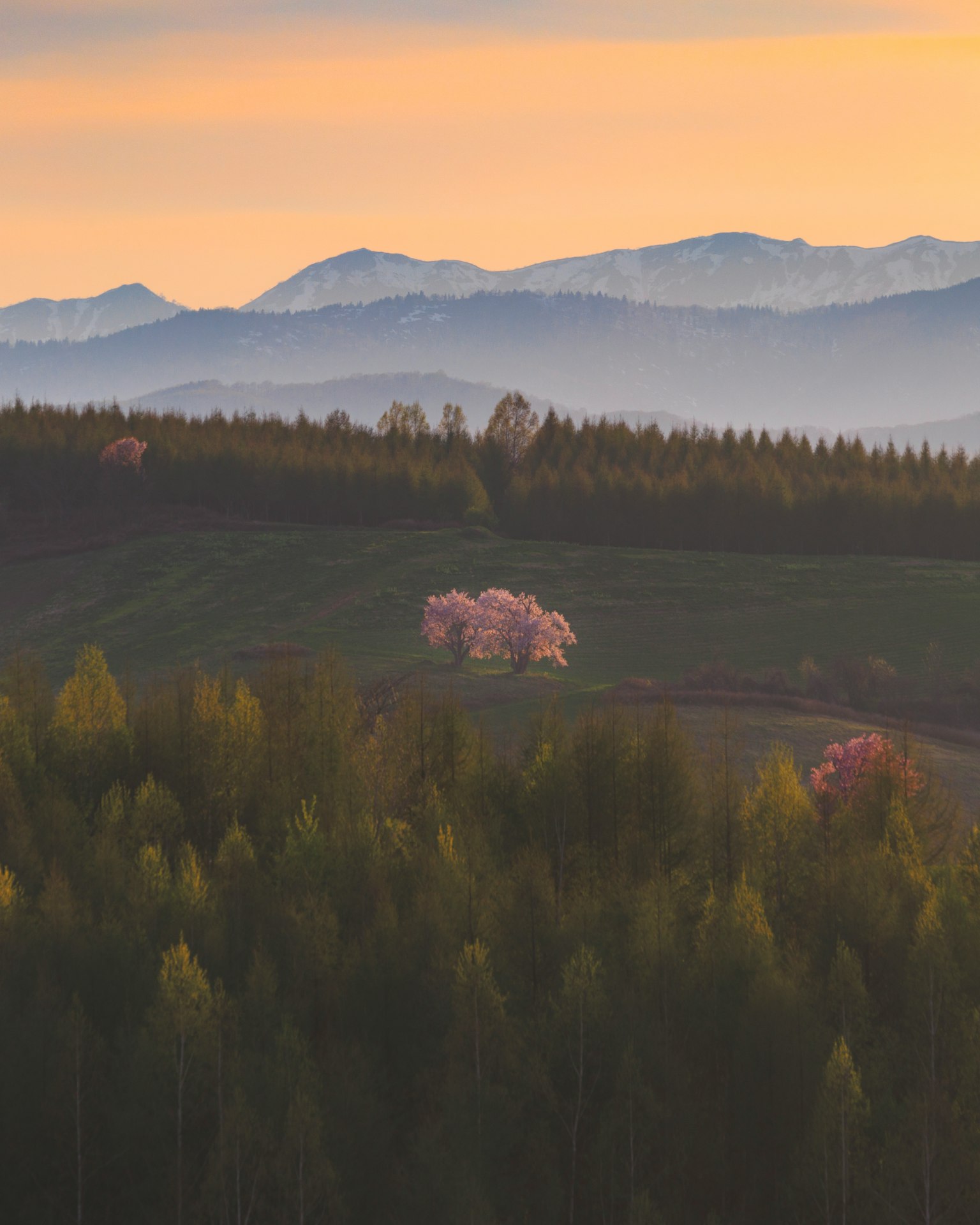 Scenic landscape featuring cherry blossom trees and green forests under a sunset with mountains in the background