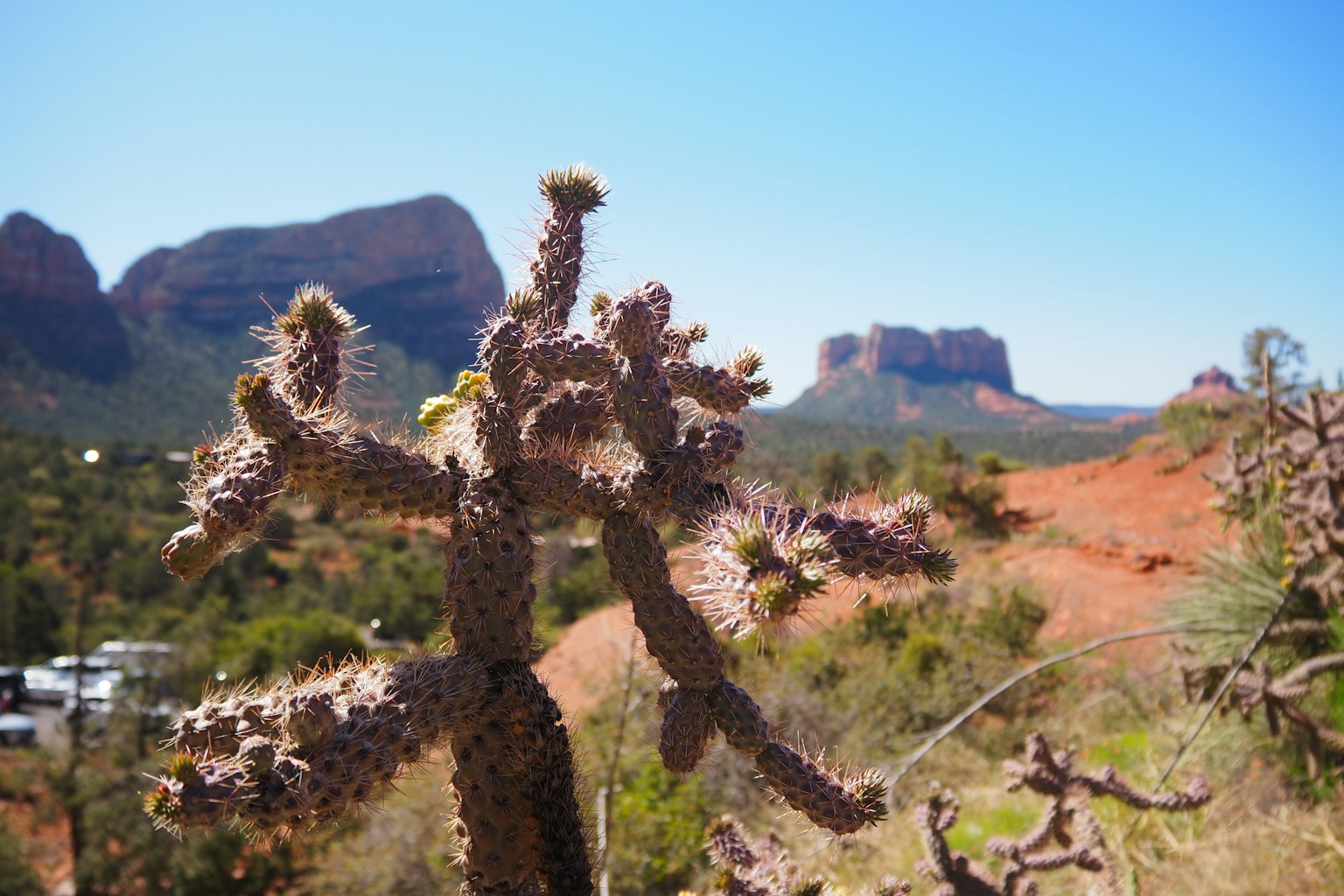 Primer plano de un cactus con formaciones rocosas rojas al fondo en Sedona
