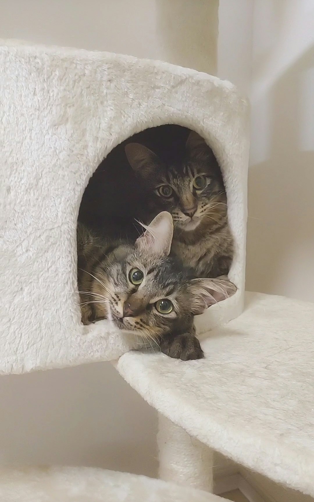 猫が入ったベッド型ハウスの中の2匹の飼い猫