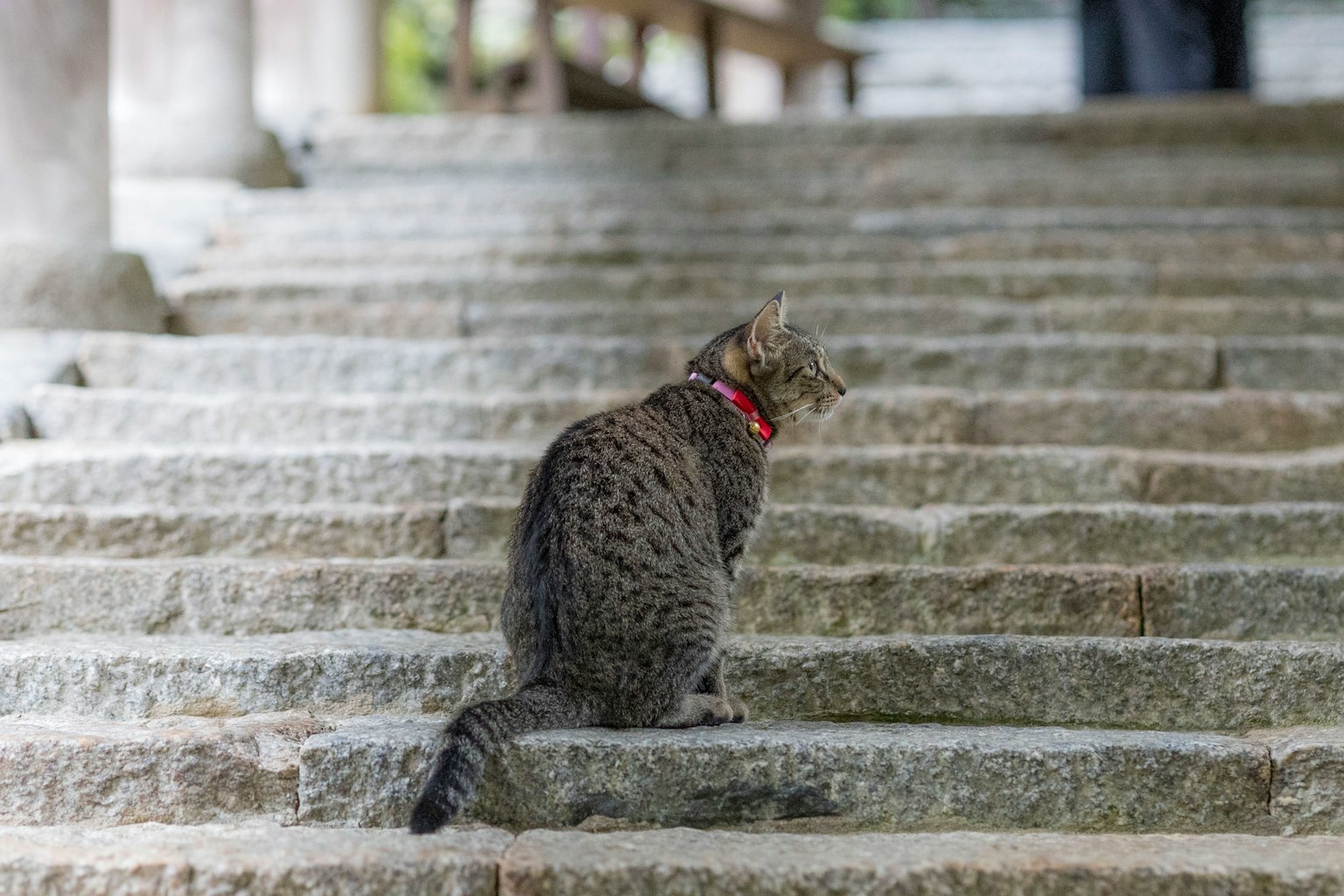 Graue Katze sitzt auf Stufen mit rotem Halsband