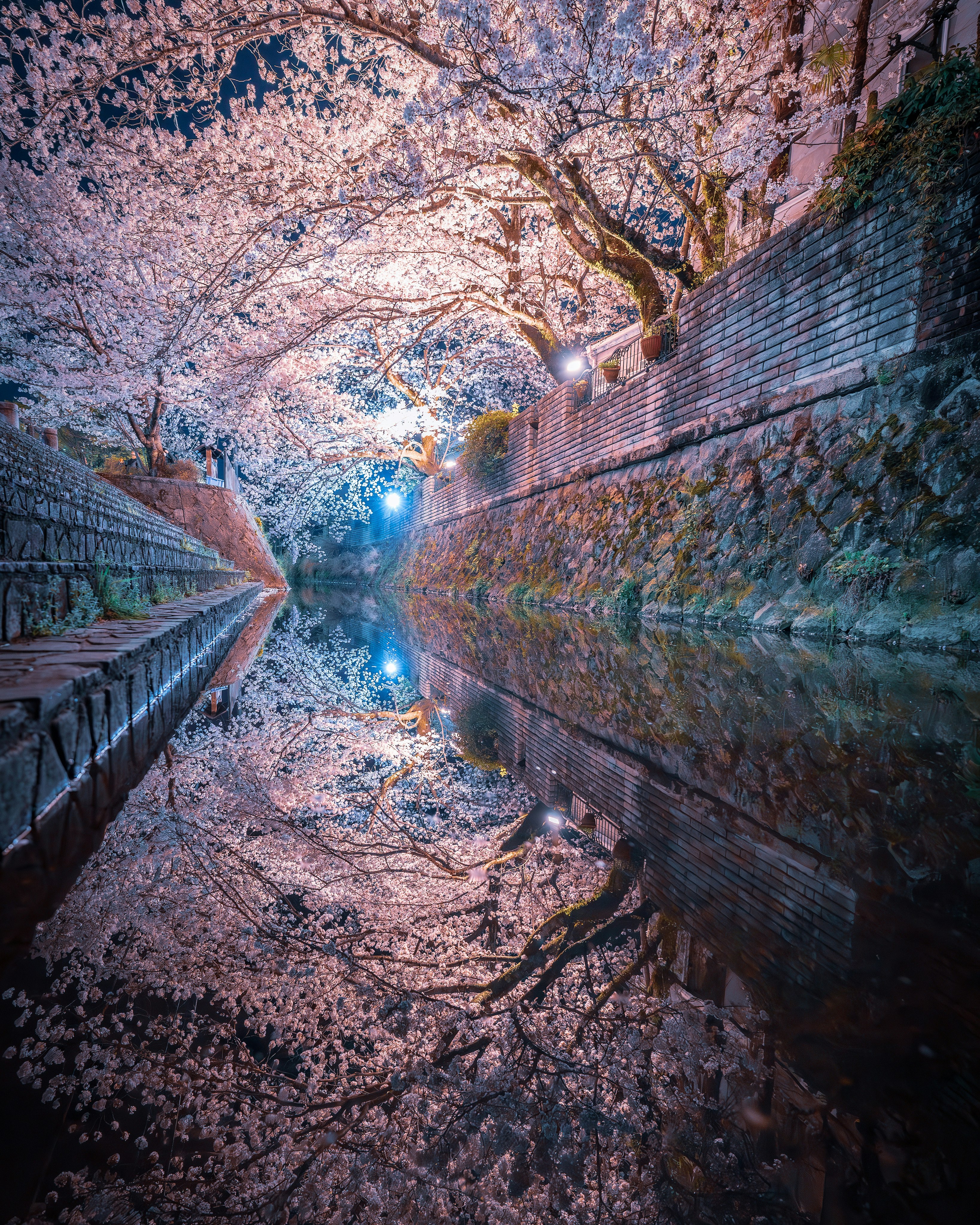 桜の花が咲く水路の美しい景色