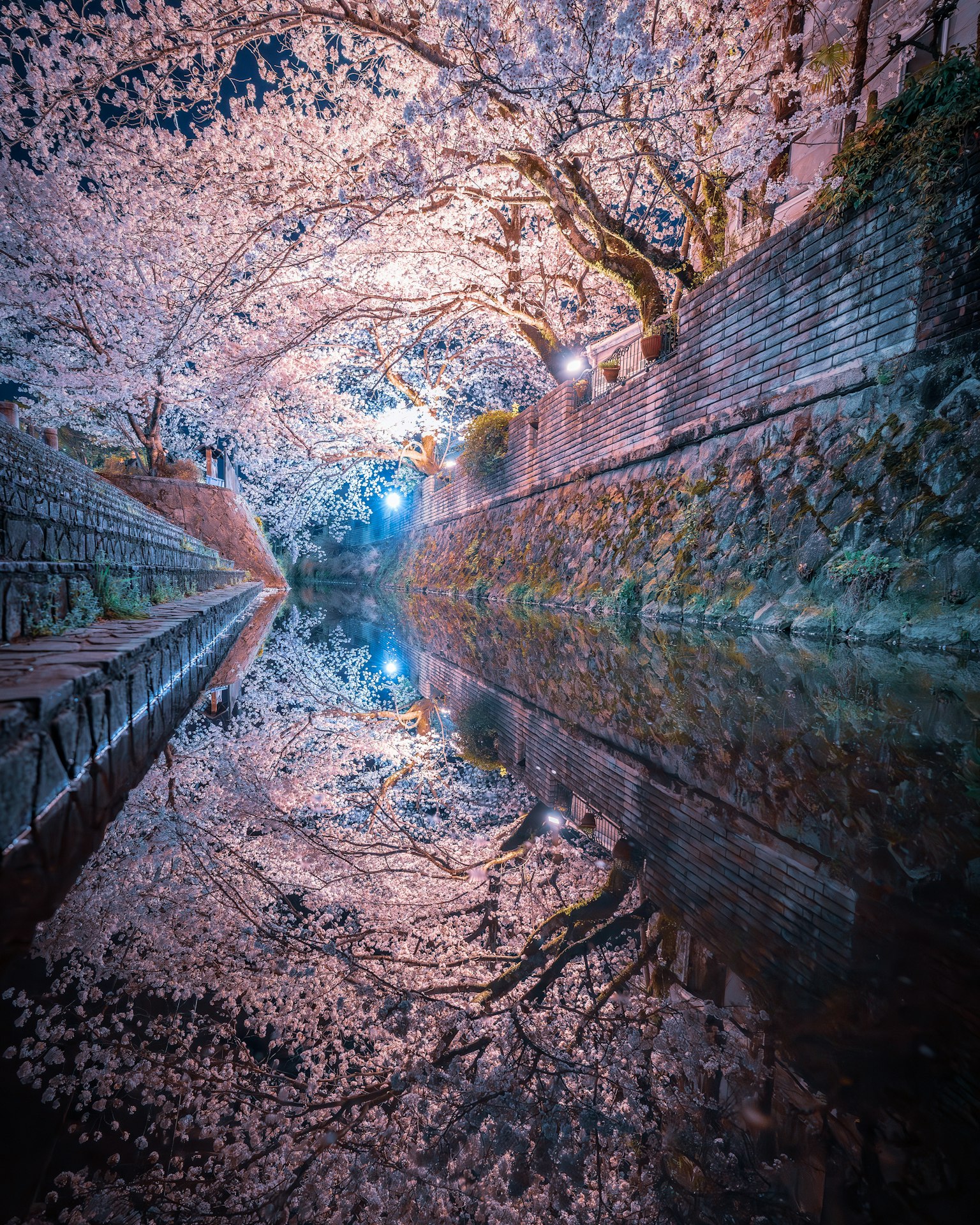 ทิวทัศน์ที่สวยงามของต้นซากุระเหนือคลอง