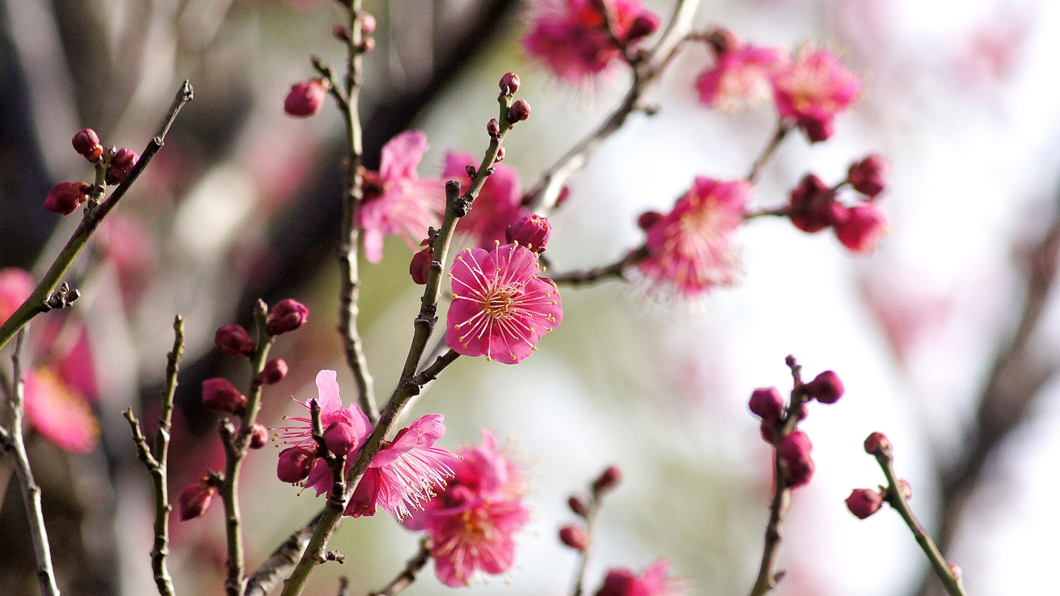 Kedekatan cabang bunga sakura yang mekar